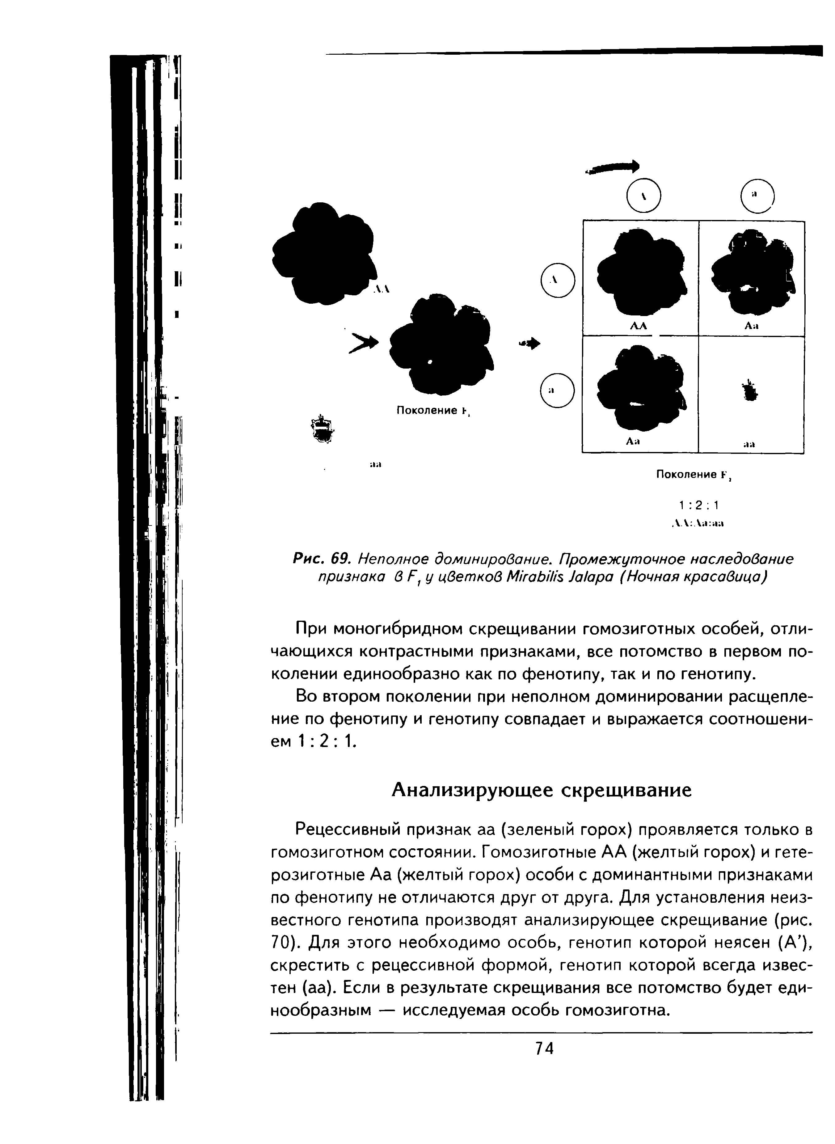 Рис. 69. Неполное доминирование. Промежуточное наследование признака в F цветков M J (Ночная красавица)...