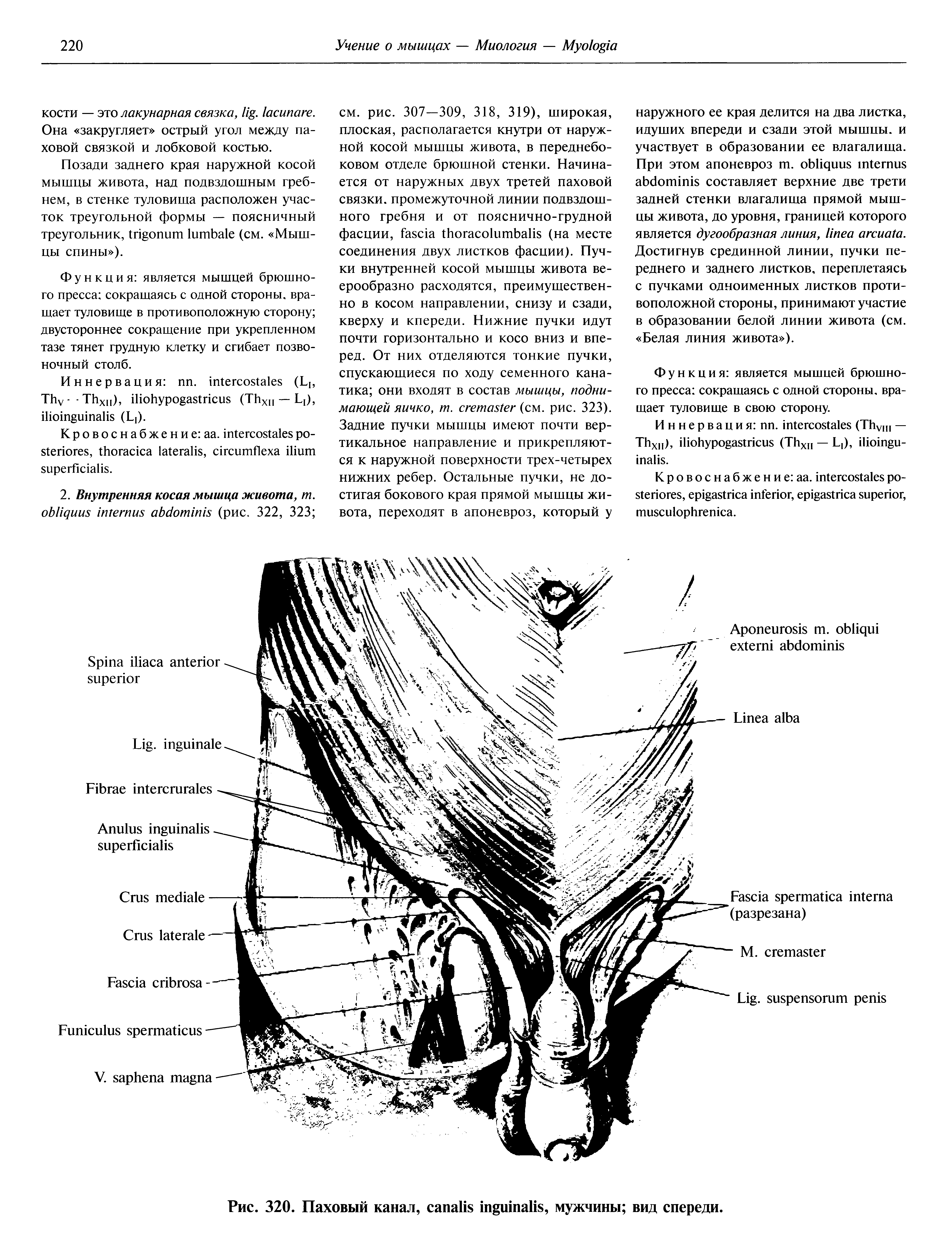 Рис. 320. Паховый канал, , мужчины вид спереди.