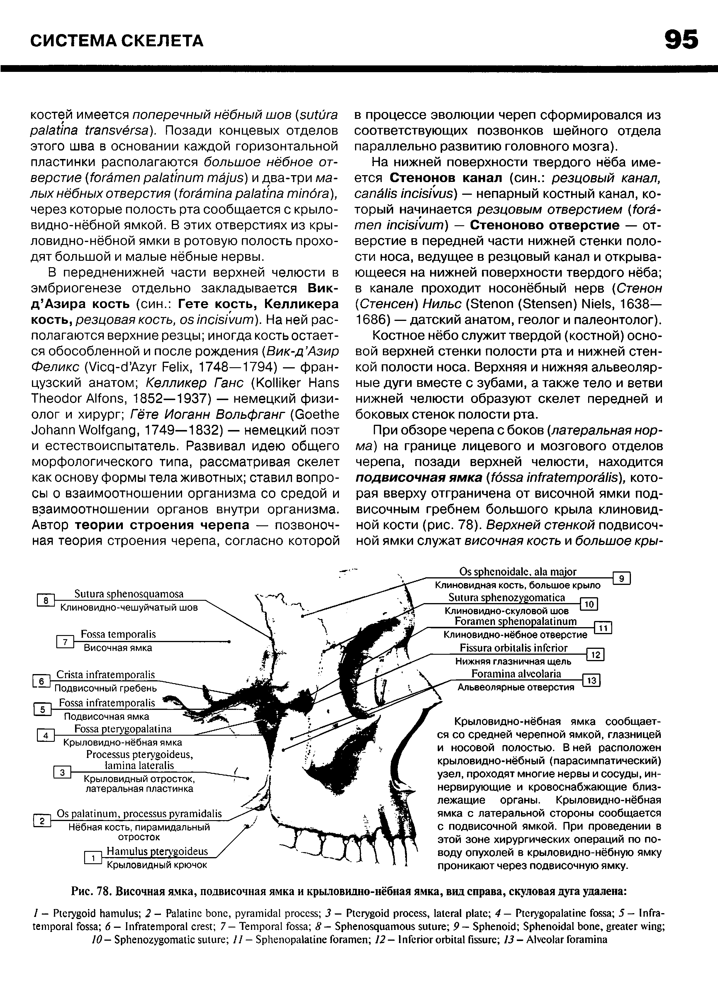 Рис. 78. Височная ямка, подвисочная ямка и крыловидно-нёбная ямка, вид справа, скуловая дуга удалена ...