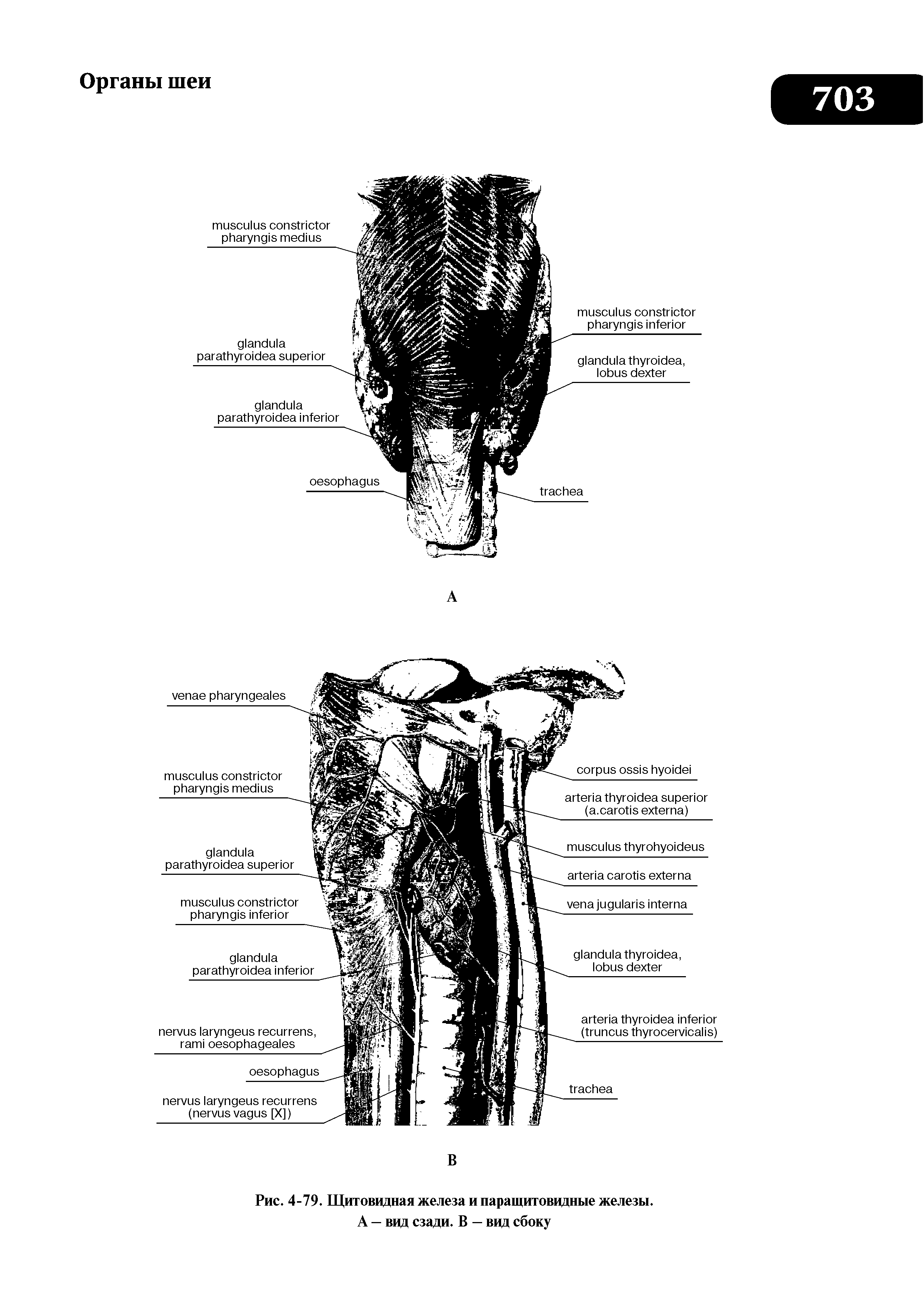 Рис. 4-79. Щитовидная железа и паращитовидные железы. А — вид сзади. В — вид сбоку...