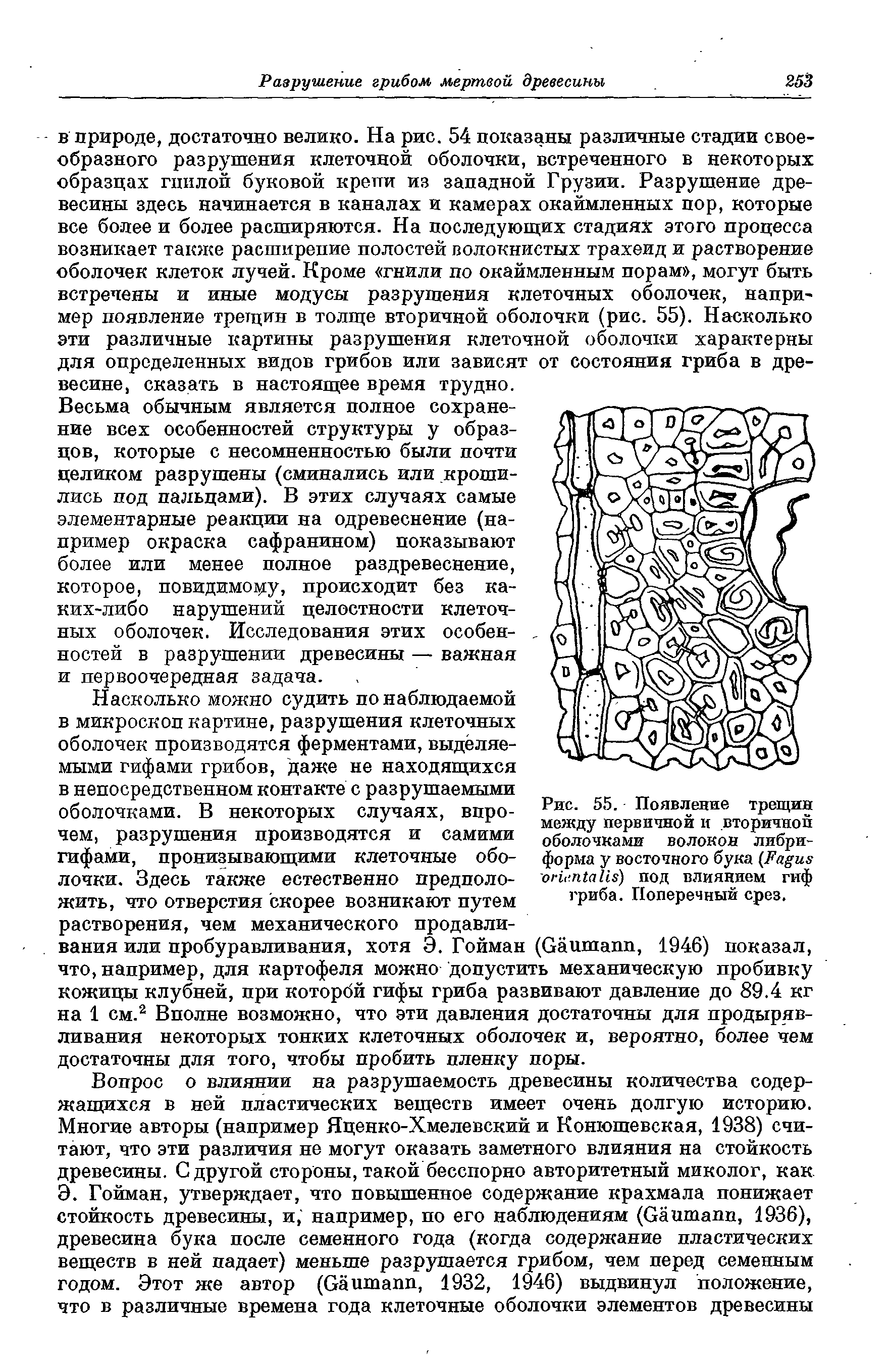 Рис. 55. Появление трещин между первичной и вторичной оболочками волокон либри-форма у восточного бука (Гадив огй. пЛаив) под влиянием гиф гриба. Поперечный срез.