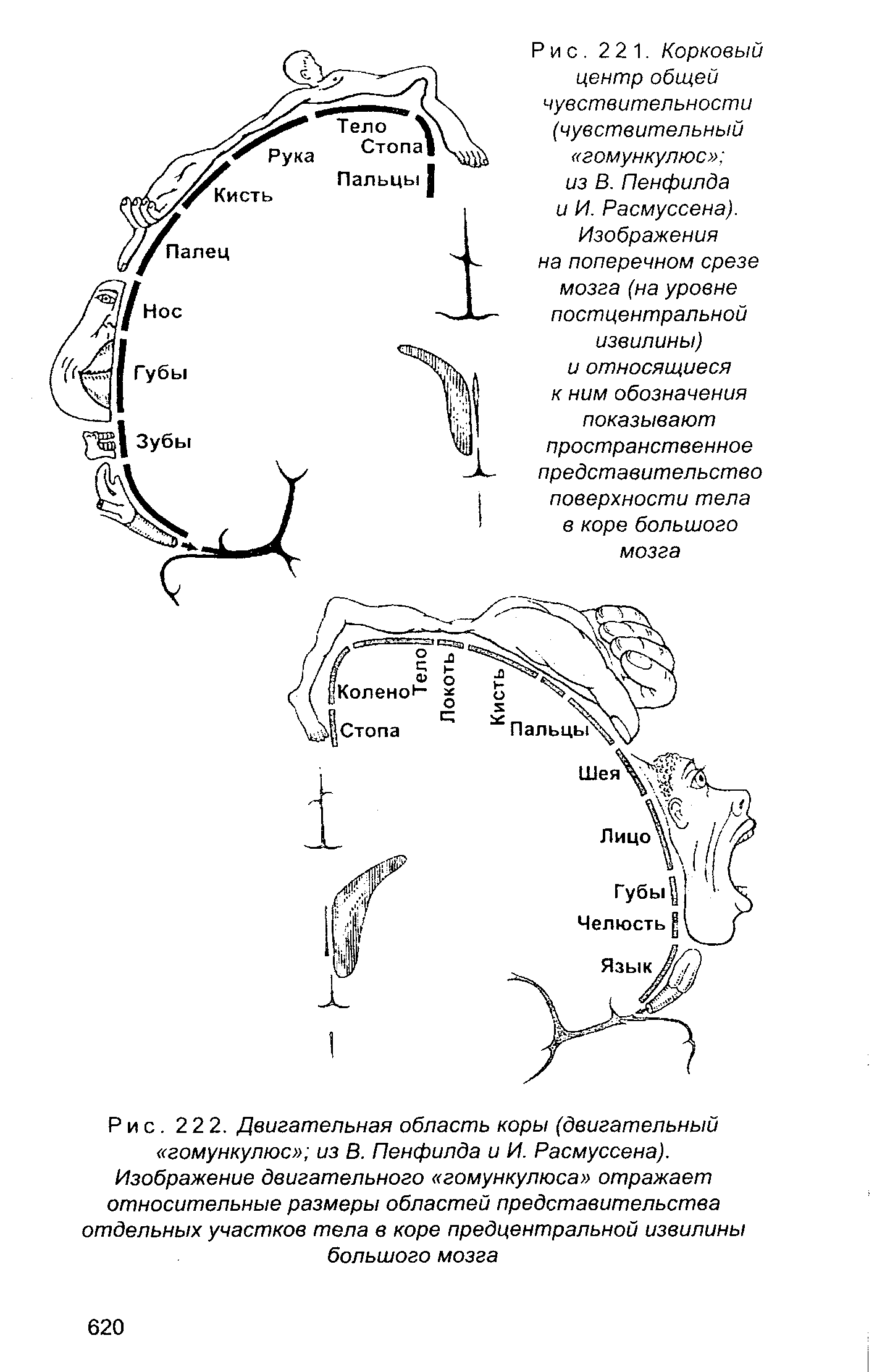 Рис. 222. Двигательная область коры (двигательный гомункулюс из В. Пенфилда и И. Расмуссена). Изображение двигательного гомункулюса отражает относительные размеры областей представительства отдельных участков тела в коре предцентральной извилины большого мозга...