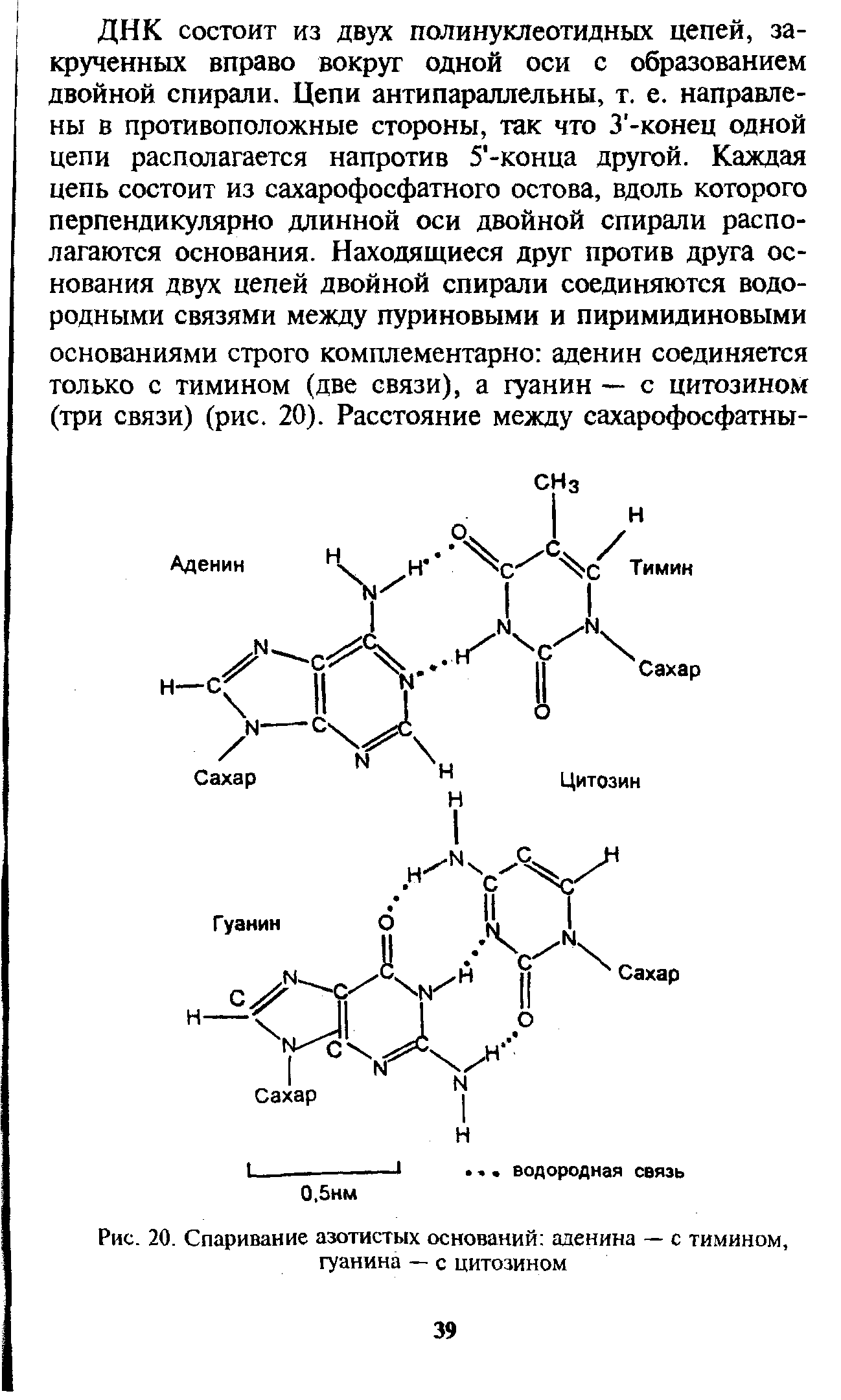 Рис. 20. Спаривание азотистых оснований аденина — с тимином, гуанина — с цитозином...