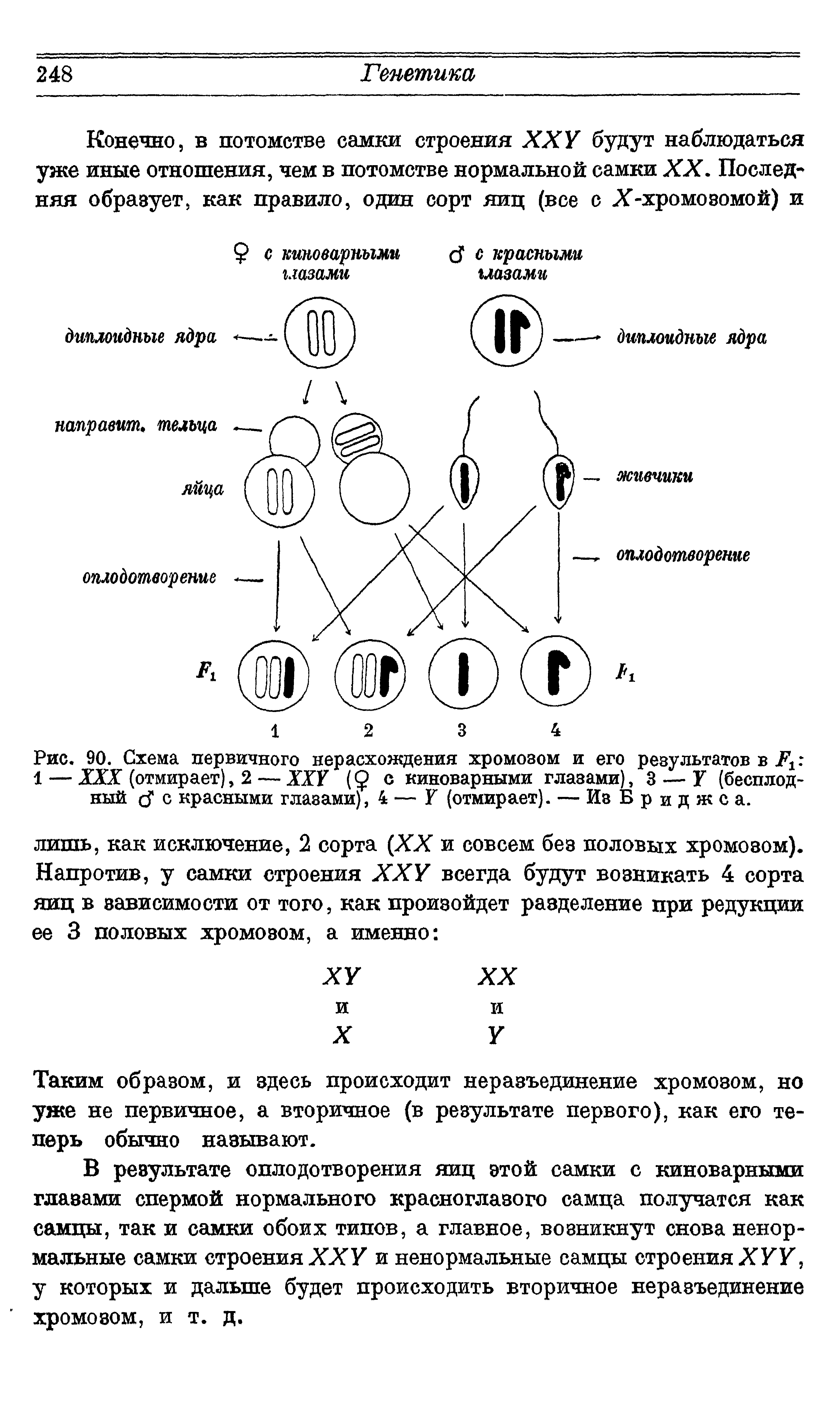 Рис. 90. Схема первичного нерасхождения хромозом и его результатов в 1 — XXX (отмирает), 2— ХХГ (9 с киноварными глазами), 3 — Г (бесплодный сГ с красными глазами), 4 — К (отмирает). — Из Бридже а.