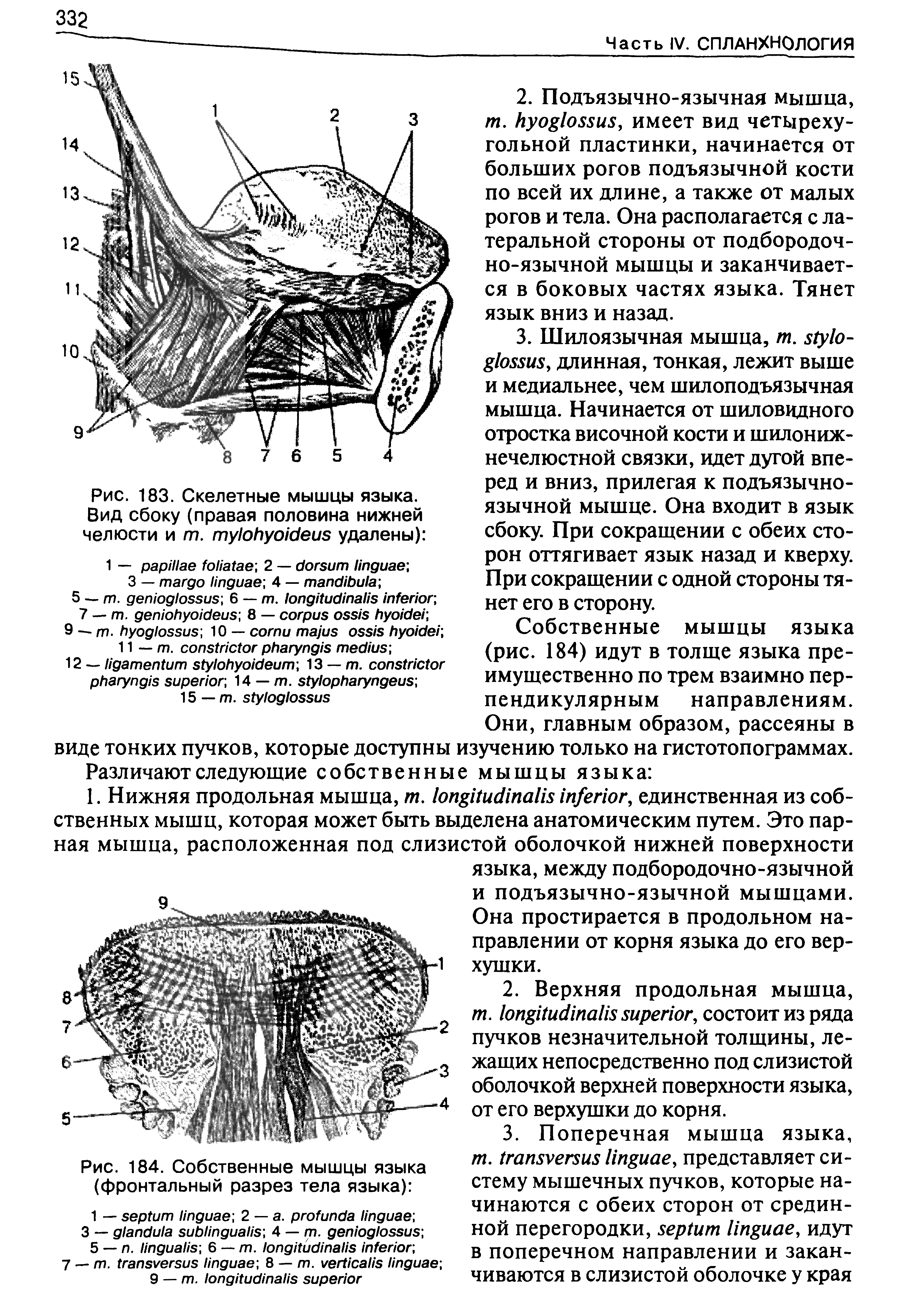 Рис. 184. Собственные мышцы языка (фронтальный разрез тела языка) ...