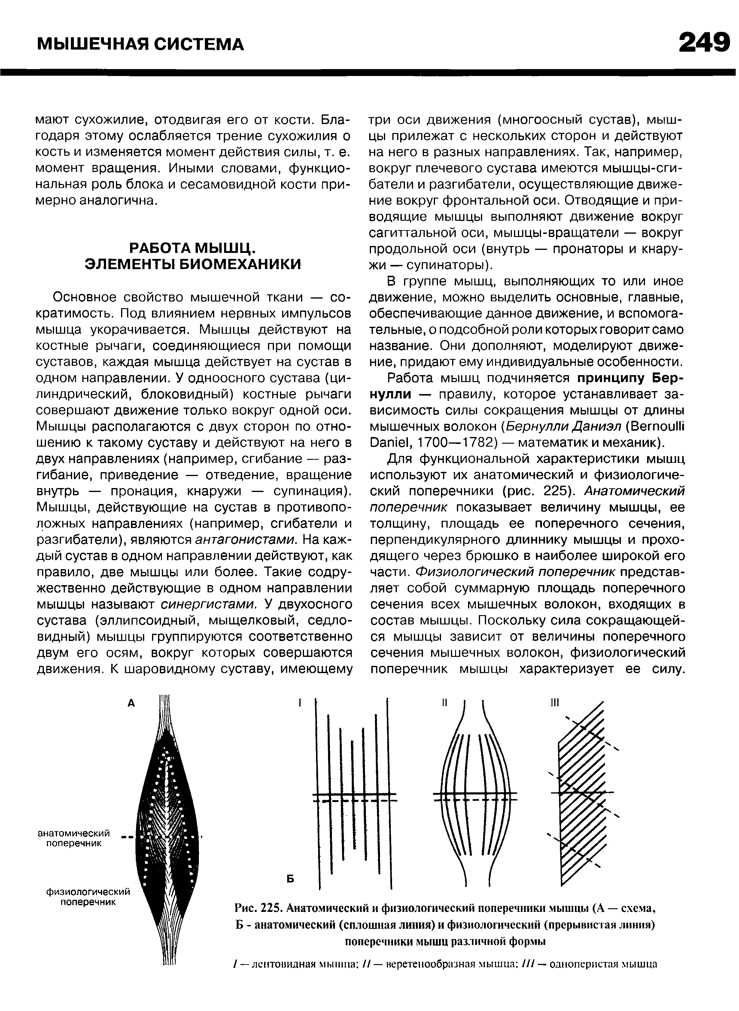 Рис. 225. Анатомический и физиологический поперечники мышцы (А — схема, Б - анатомический (сплошная линия) и физиологический (прерывистая линия) поперечники мышц различной формы...