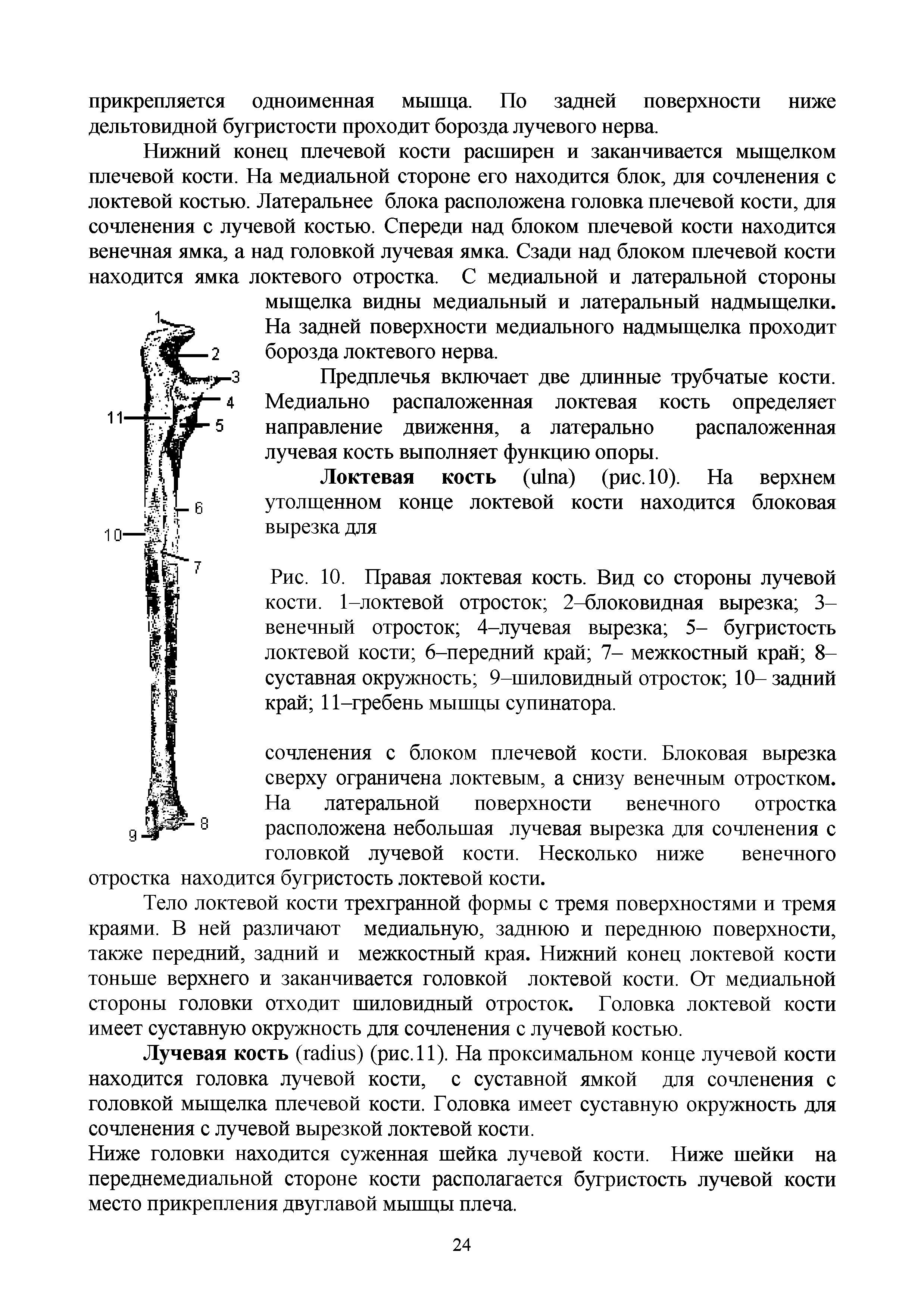 Рис. 10. Правая локтевая кость. Вид со стороны лучевой кости. 1-локтевой отросток 2-блоковидная вырезка 3-венечный отросток 4-лучевая вырезка 5- бугристость локтевой кости 6-передний край 7- межкостный кран 8-суставная окружность 9-шиловидный отросток 10- задний край 11-гребень мышцы супинатора.