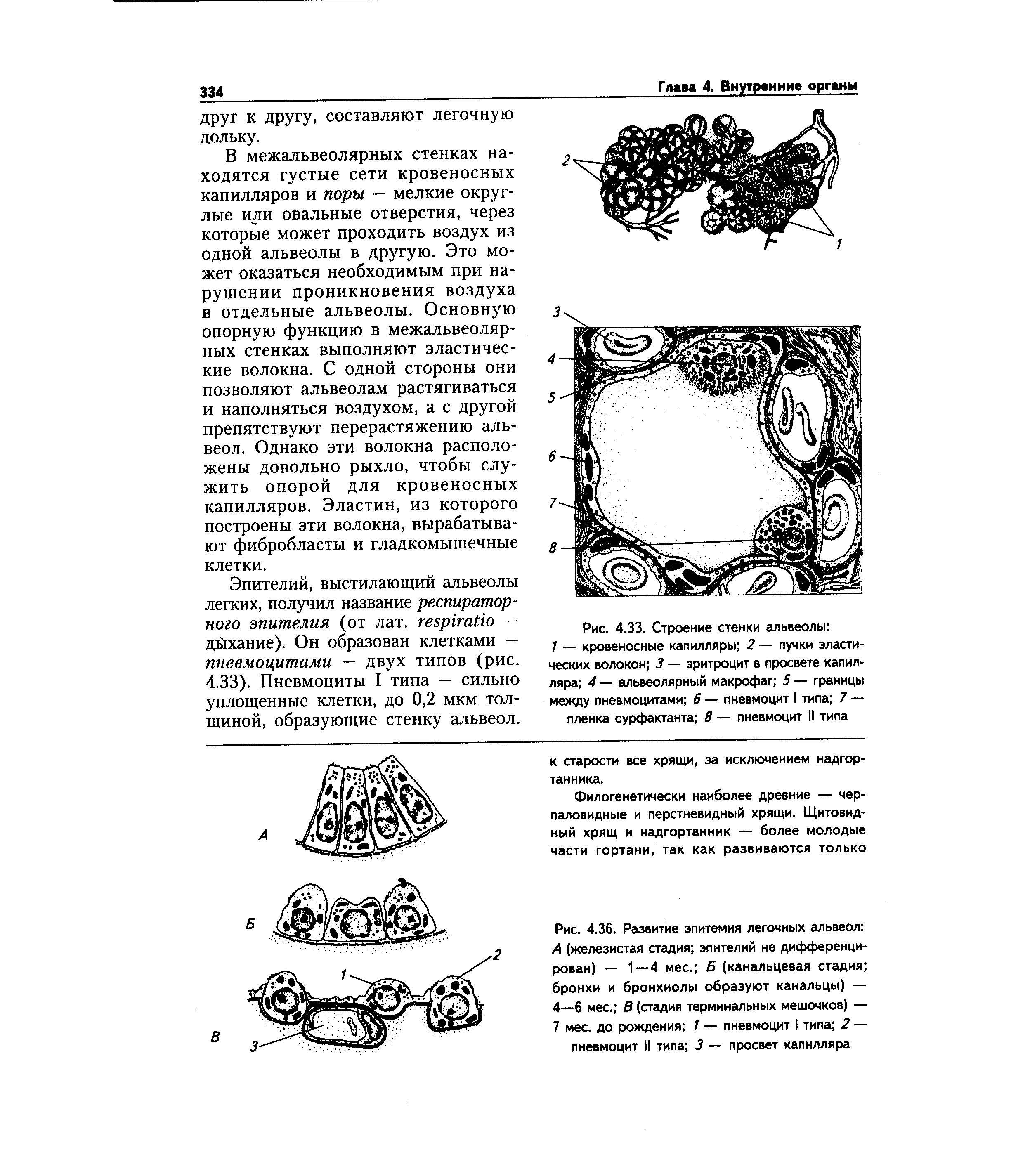 Рис. 4.36. Развитие эпитемия легочных альвеол А (железистая стадия эпителий не дифференцирован) — 1—4 мес. Б (канальцевая стадия бронхи и бронхиолы образуют канальцы) — 4—6 мес. В (стадия терминальных мешочков) — 7 мес. до рождения 1 — пневмоцит I типа 2 — пневмоцит II типа 3 — просвет капилляра...