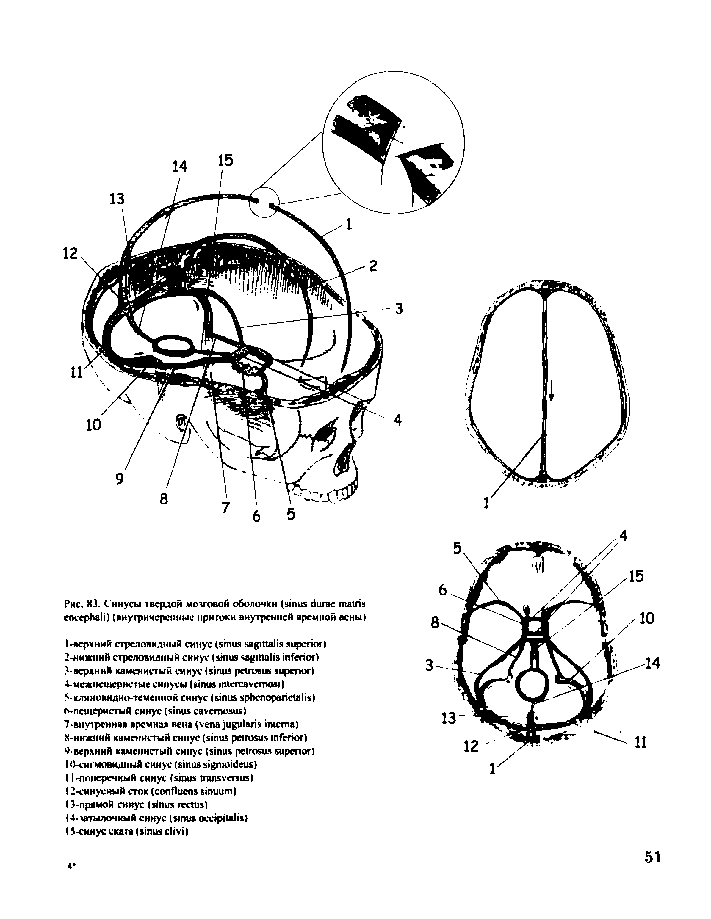 Рис. 83. Синусы твердой мозговой оболочки ( ) (внутричерепные притоки внутренней яремной вены)...