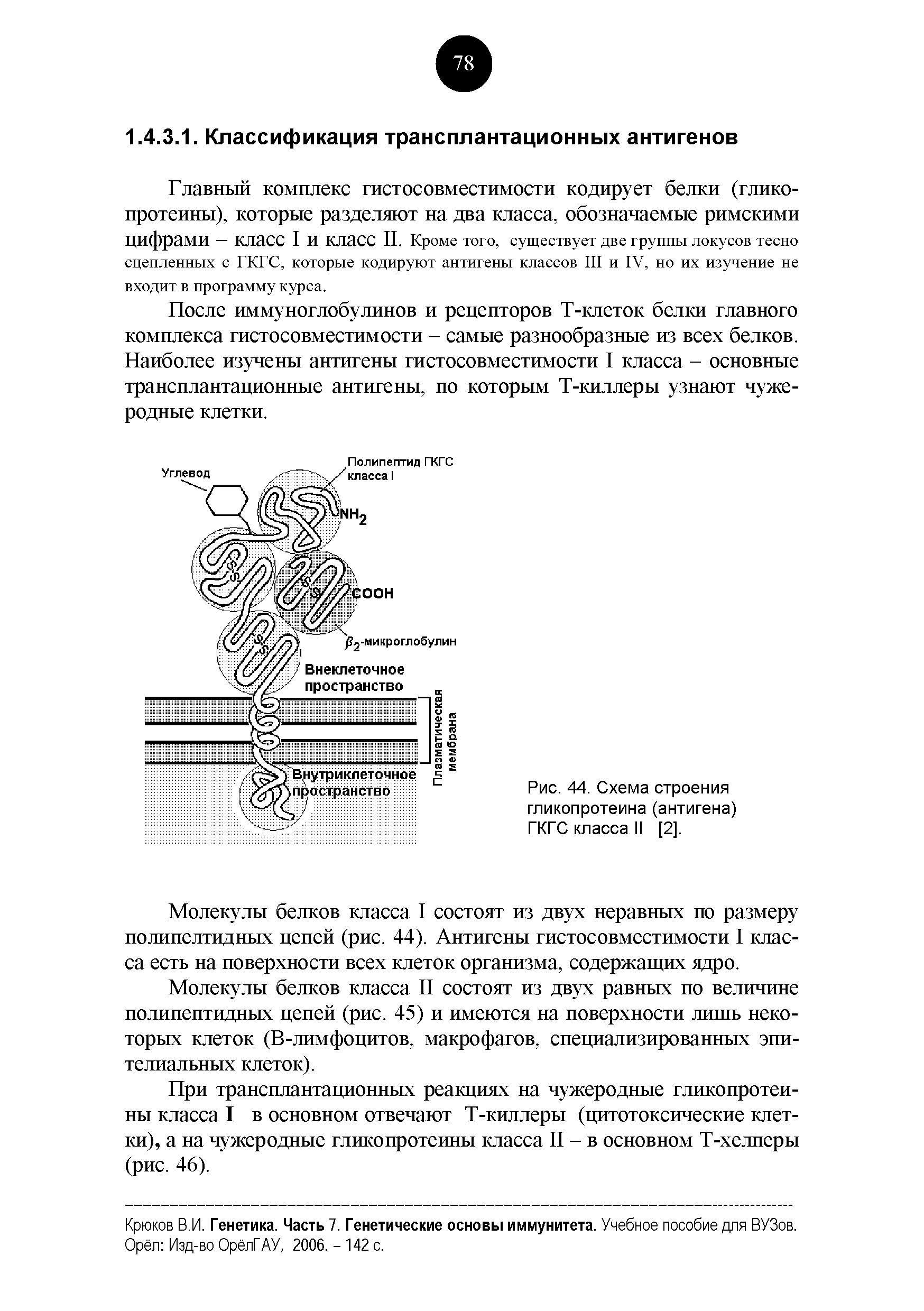 Рис. 44. Схема строения гликопротеина (антигена) ГКГС класса II [2].