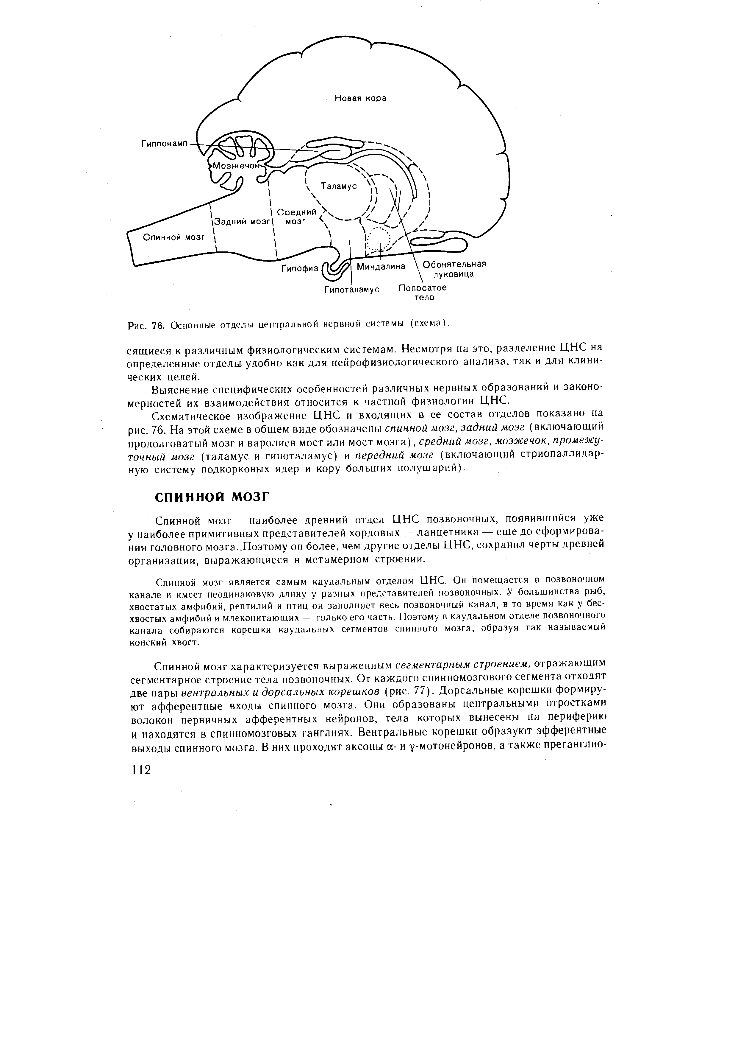 Рис. 76. Основные отделы центральной нервной системы (схема).