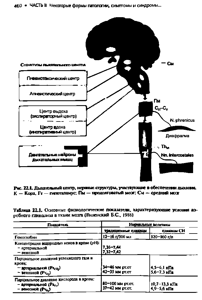 Таблица 22.1. Основные физиологические показателе. характеризующие условен аэробного гликолиза в ткани мозга (Виленский Б.С., 1986)...