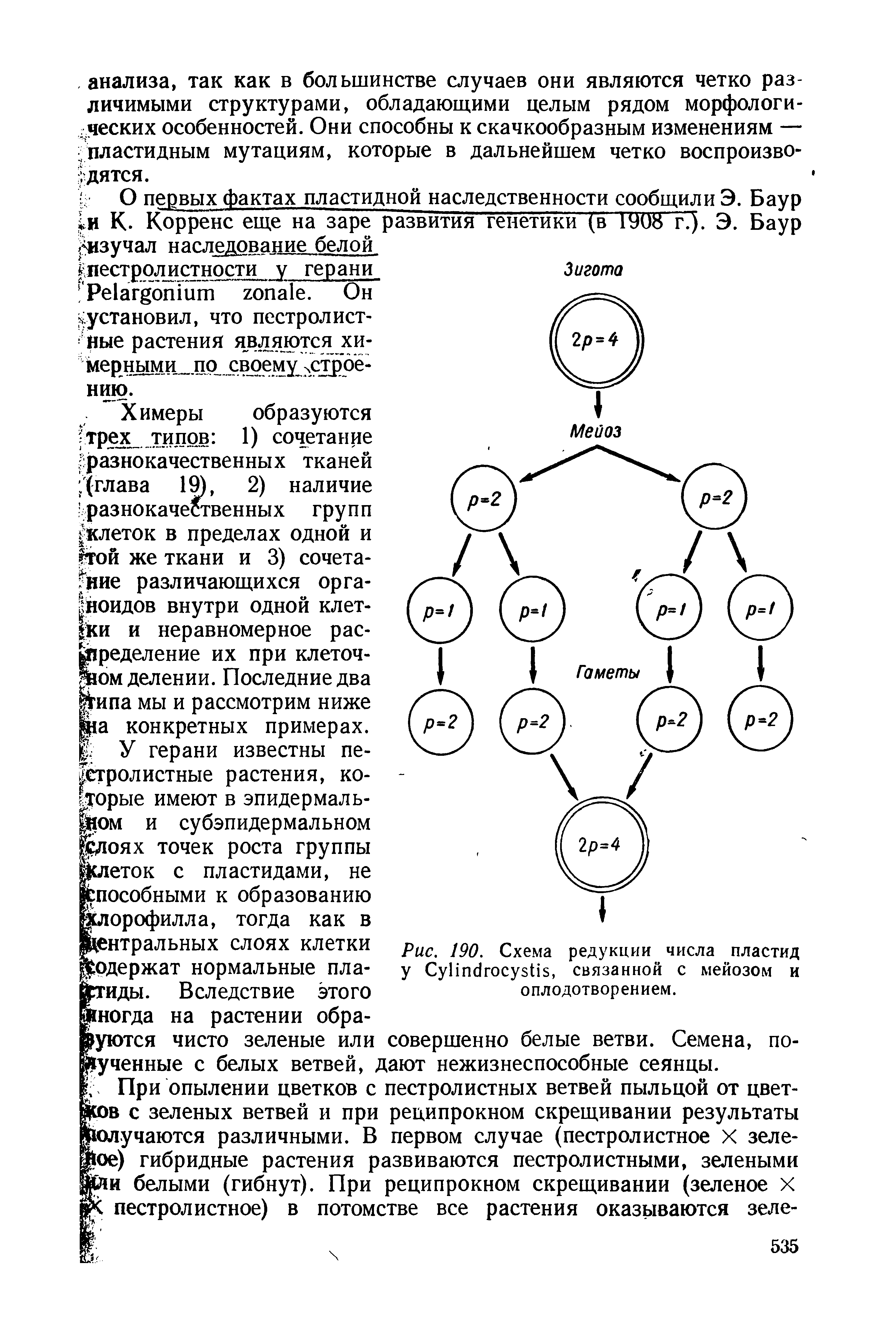 Рис. 190. Схема редукции числа пластид у СуИпс1госу5Н5, связанной с мейозом и оплодотворением.