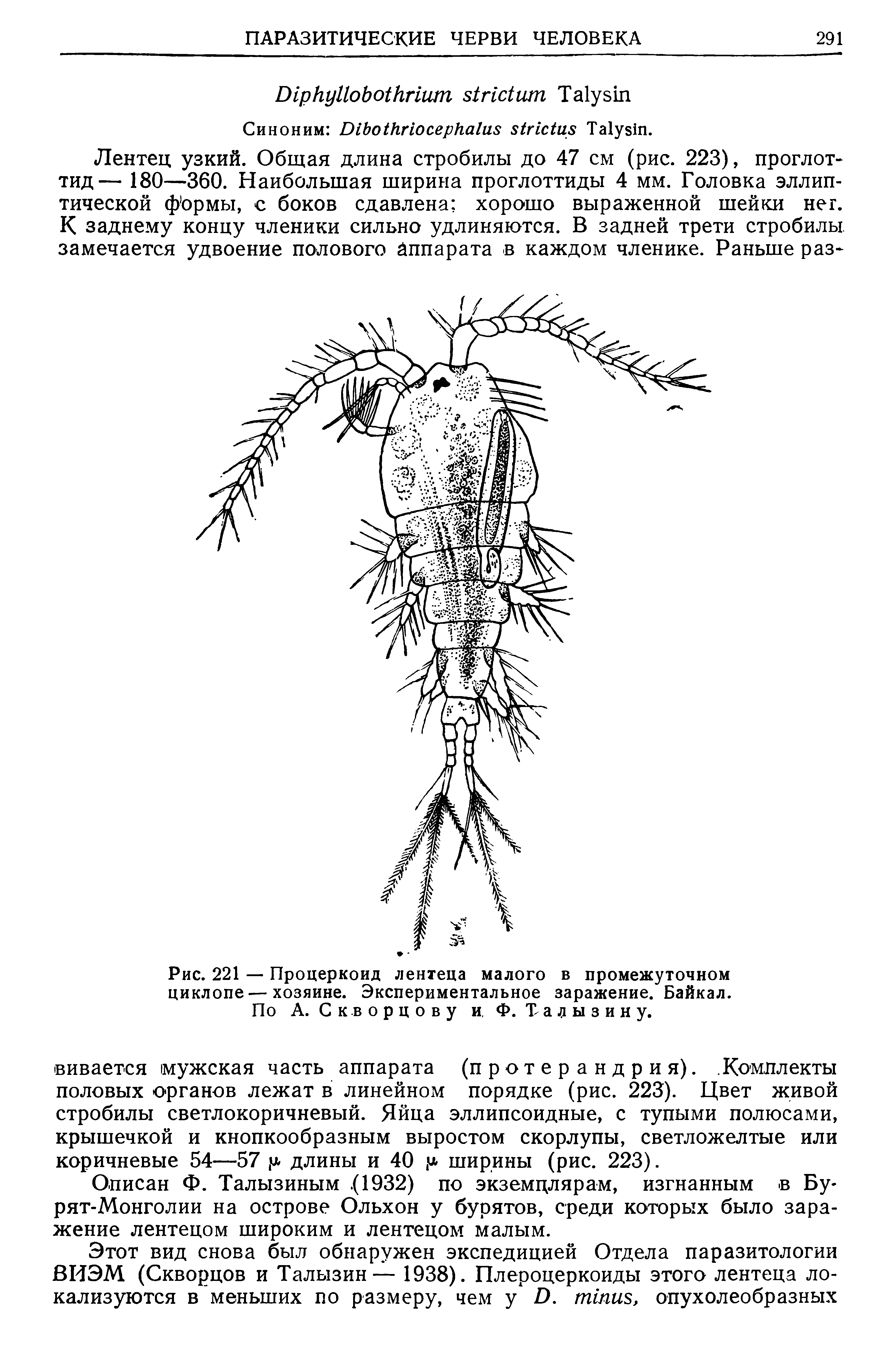 Рис. 221 — Процеркоид лентеца малого в промежуточном циклопе—хозяине. Экспериментальное заражение. Байкал.