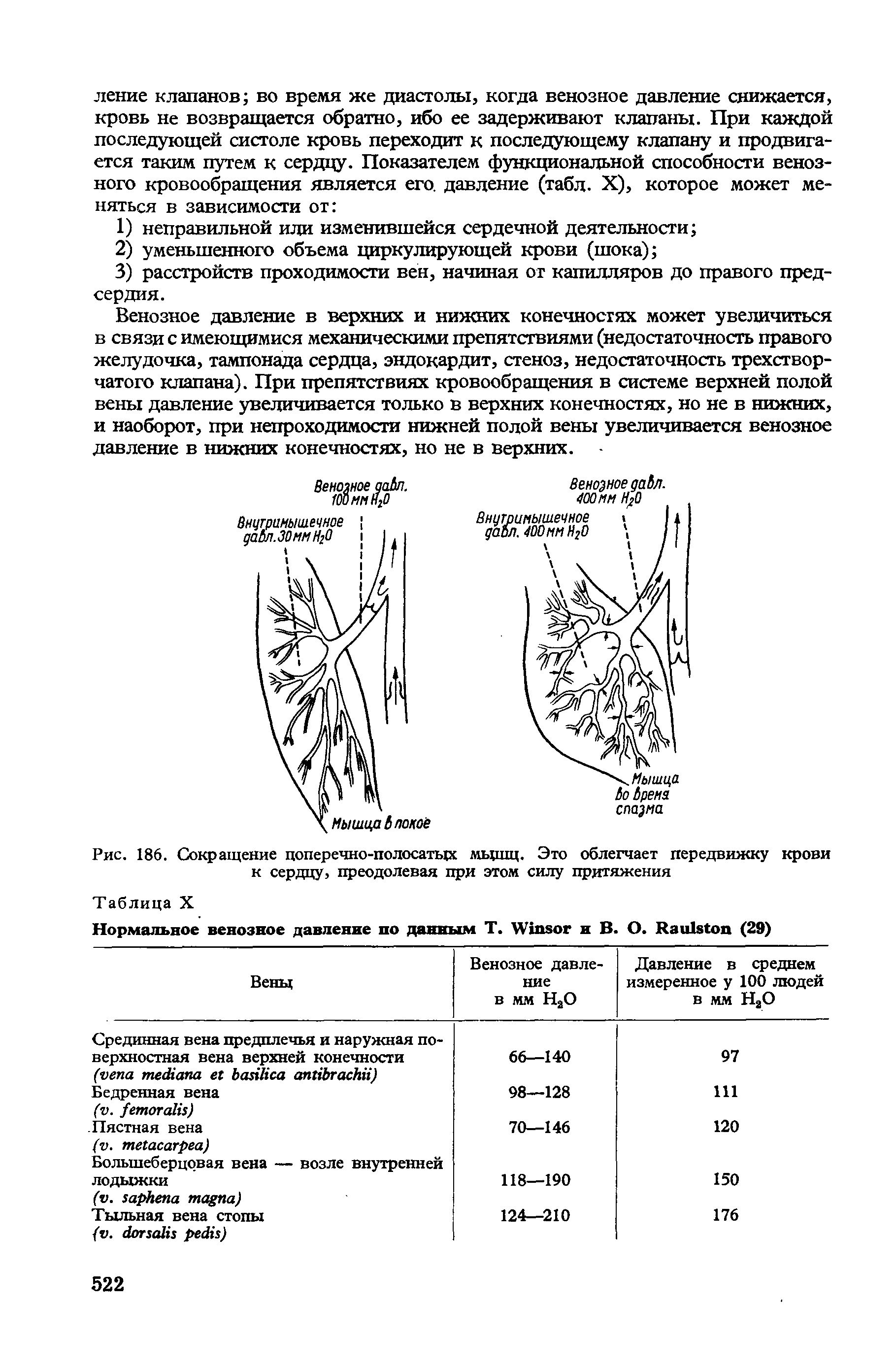 Рис. 186. Сокращение поперечно-полосатых мышц. Это облегчает передвижку крови к сердцу, преодолевая при этом силу притяжения...