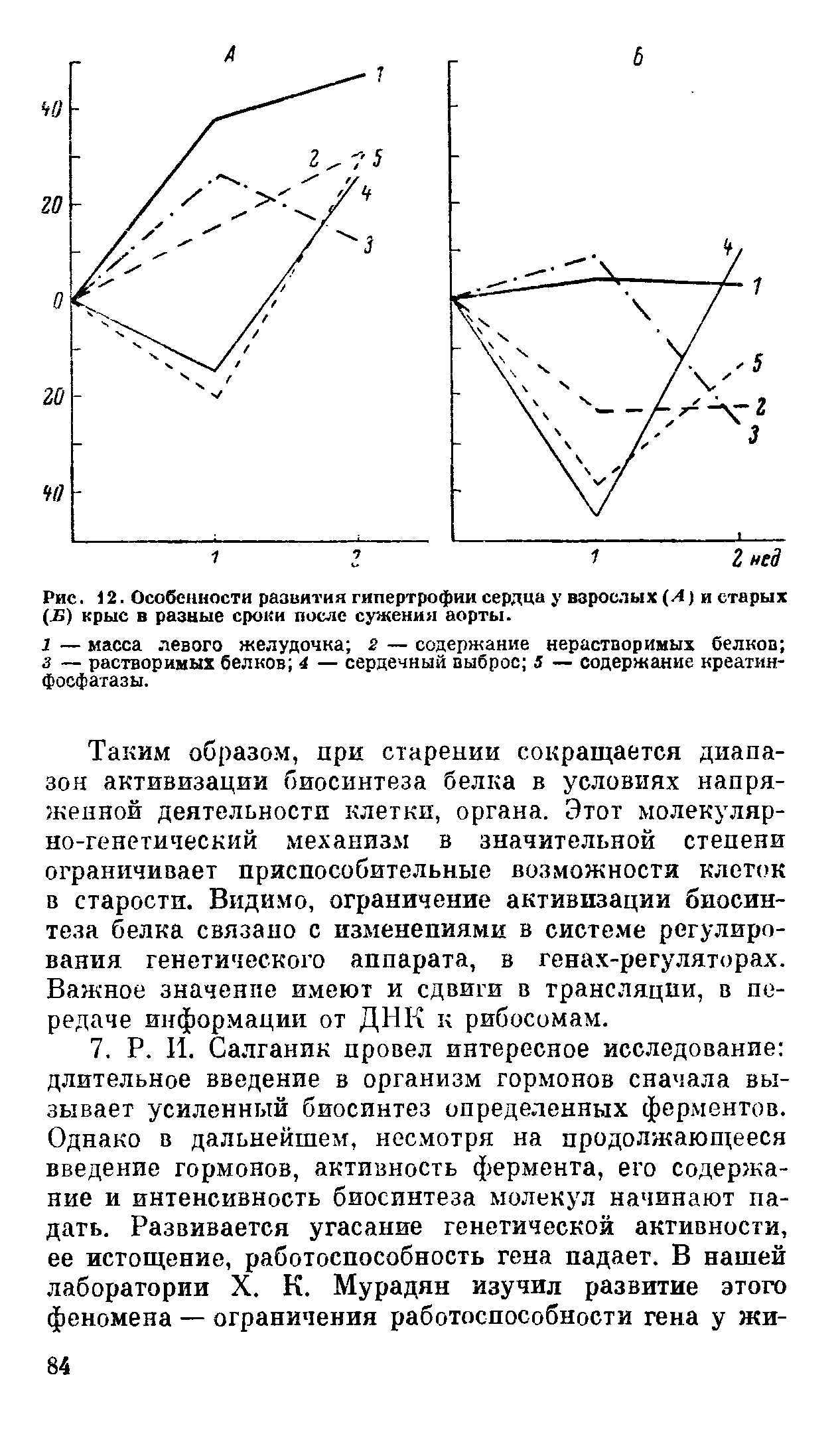 Рис. 12. Особенности развития гипертрофии сердца у взрослых (Л) и старых (Б) крыс в разные сроки после сужения аорты.