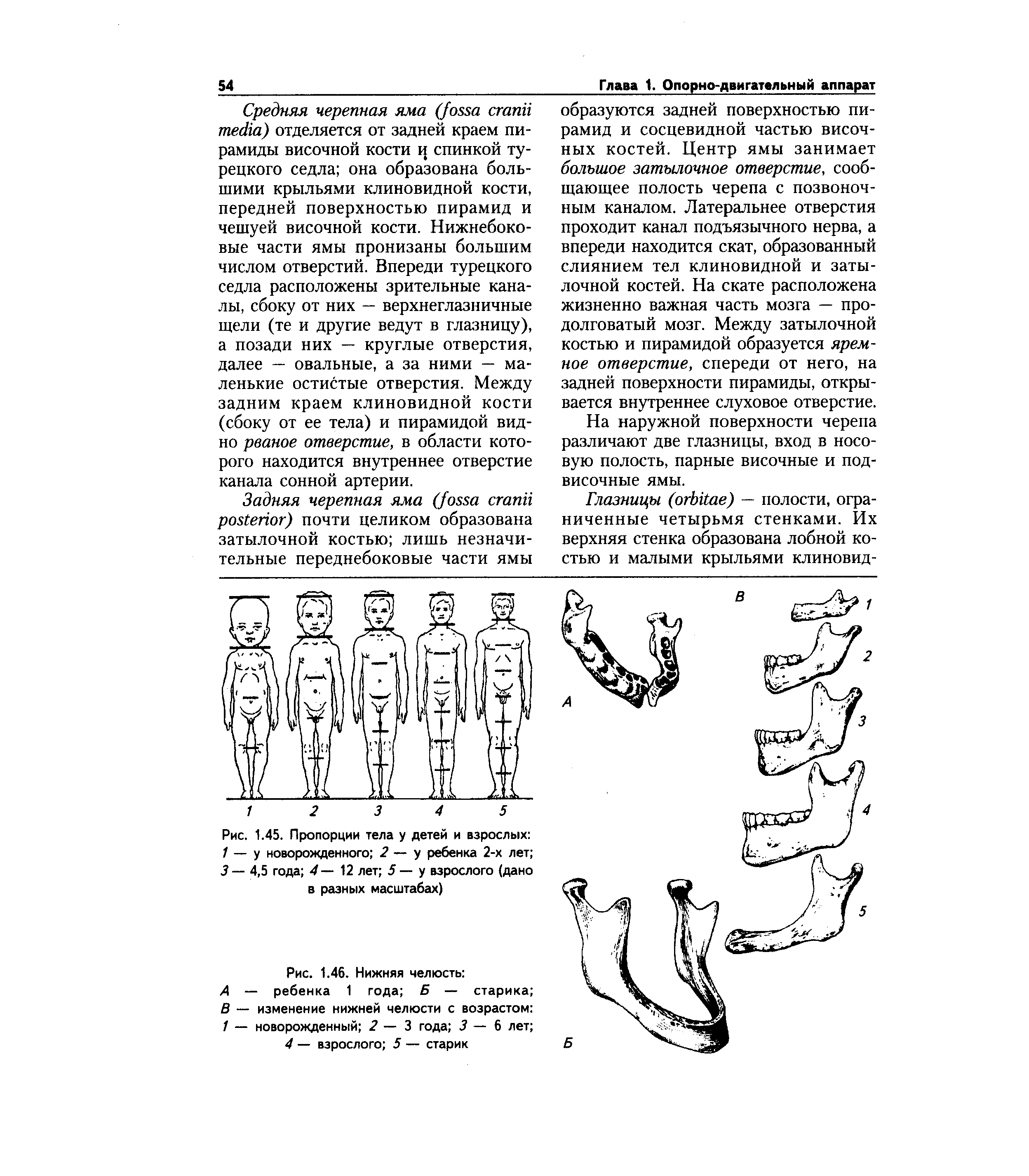 Рис. 1.45. Пропорции тела у детей и взрослых 1 — у новорожденного 2 — у ребенка 2-х лет 3 — 4,5 года 4—12 лет 5 — у взрослого (дано в разных масштабах)...