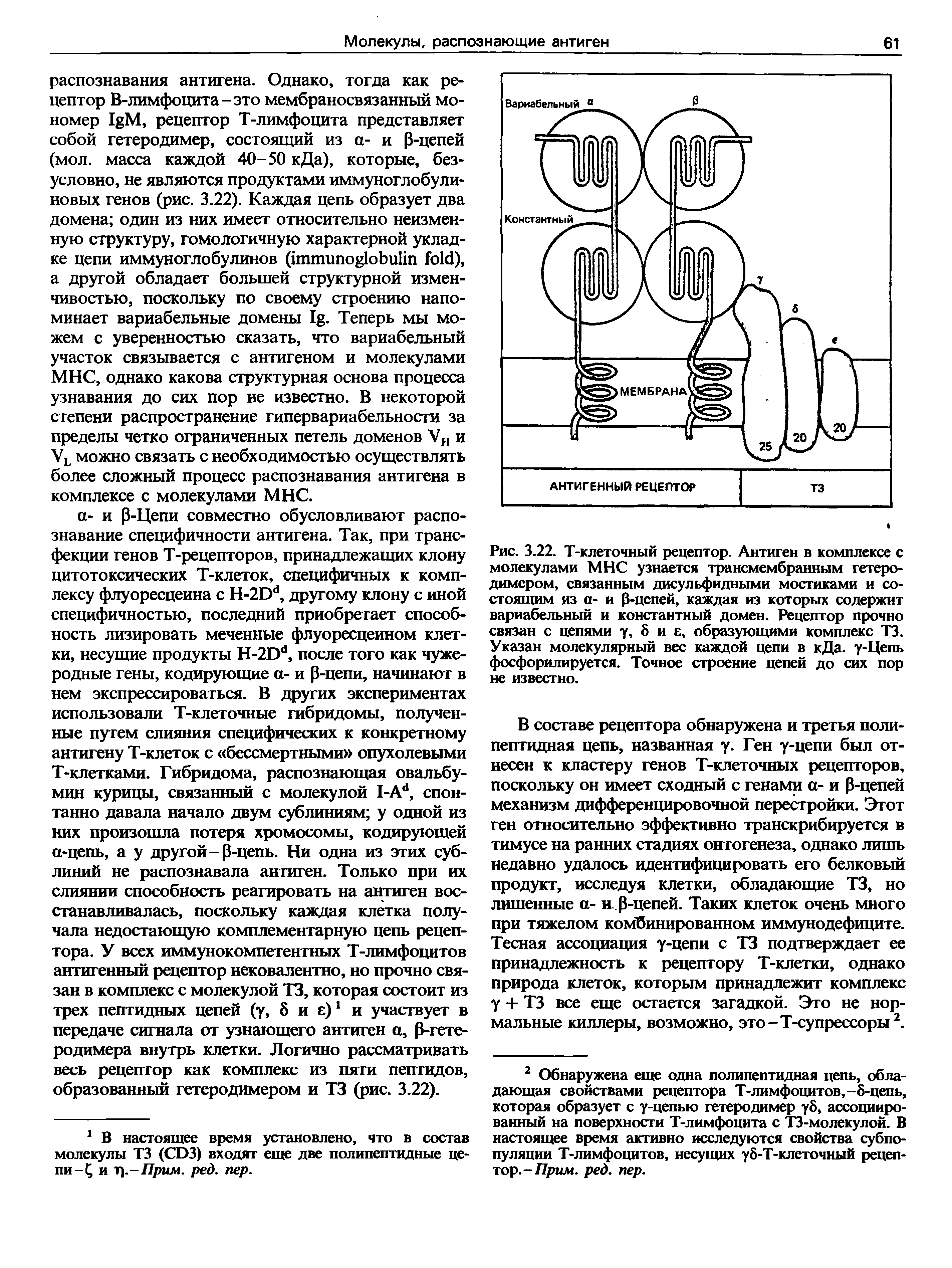 Рис. 3.22. Т-клеточный рецептор. Антиген в комплексе с молекулами МНС узнается трансмембранным гетеродимером, связанным дисульфидными мостиками и состоящим из а- и Р-цепей, каждая из которых содержит вариабельный и константный домен. Рецептор прочно связан с цепями у, 8 и е, образующими комплекс ТЗ. Указан молекулярный вес каждой цепи в к Да. у-Цепь фосфорилируется. Точное строение цепей до сих пор не известно.