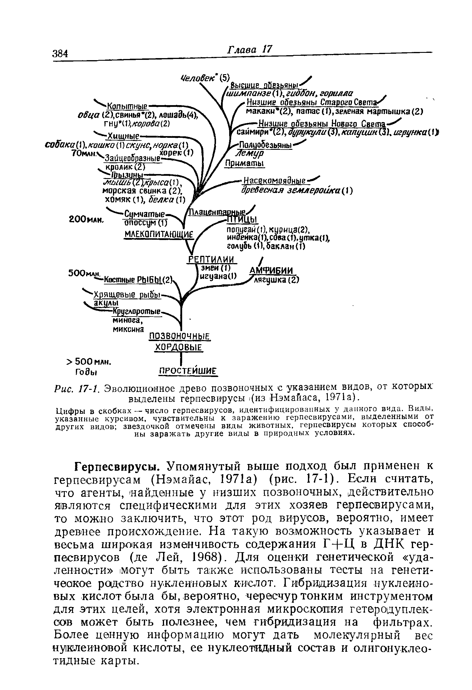 Рис. 17-1. Эволюционное древо позвоночных с указанием видов, от которых выделены герпесвирусы, (из Нэмаиаса, 1971а).
