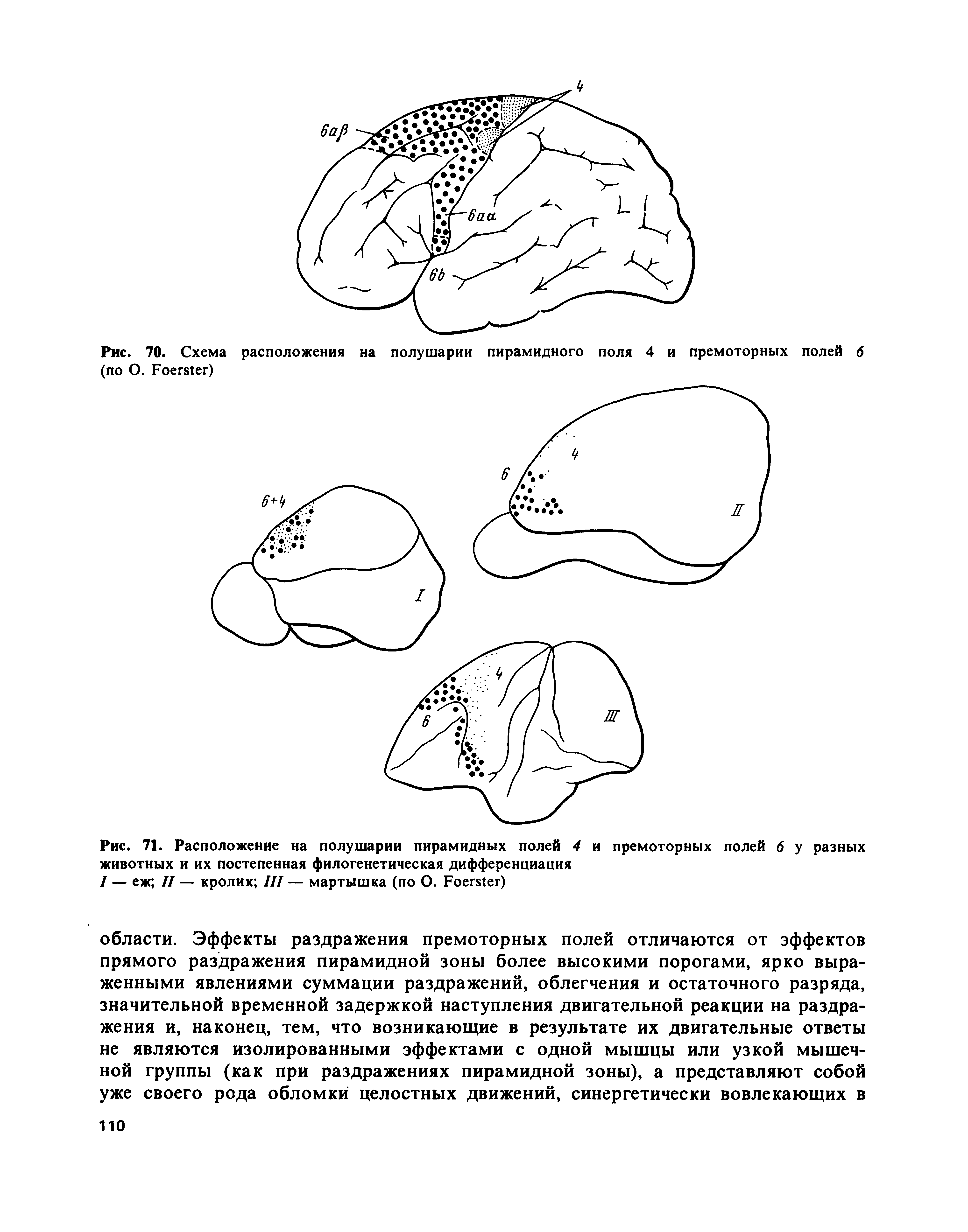 Рис. 71. Расположение на полушарии пирамидных полей 4 и премоторных полей 6 у разных животных и их постепенная филогенетическая дифференциация...