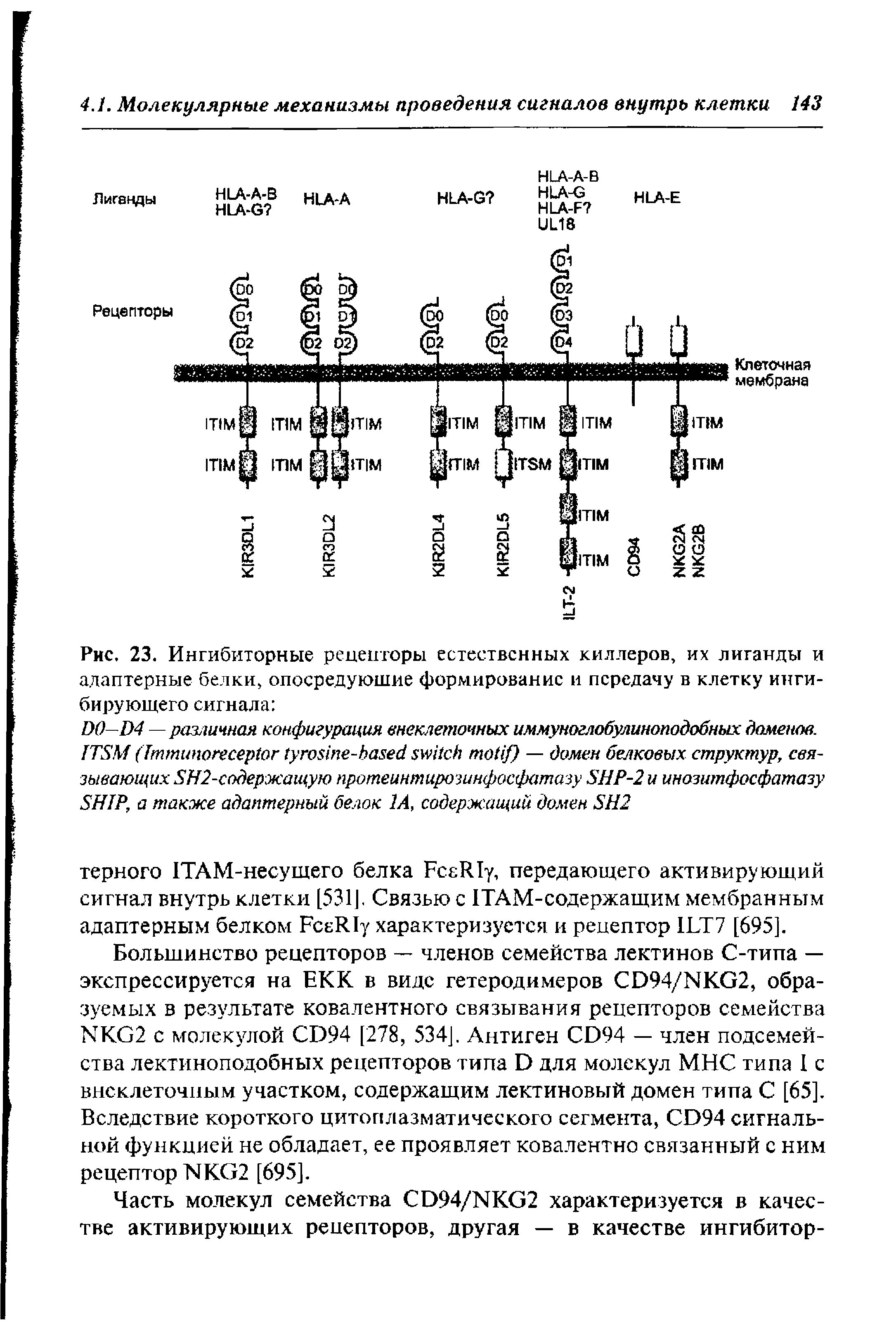 Рис. 23. Ингибиторные рецепторы естественных киллеров, их лиганды и адаптерные белки, опосредующие формирование и передачу в клетку ингибирующего сигнала ...