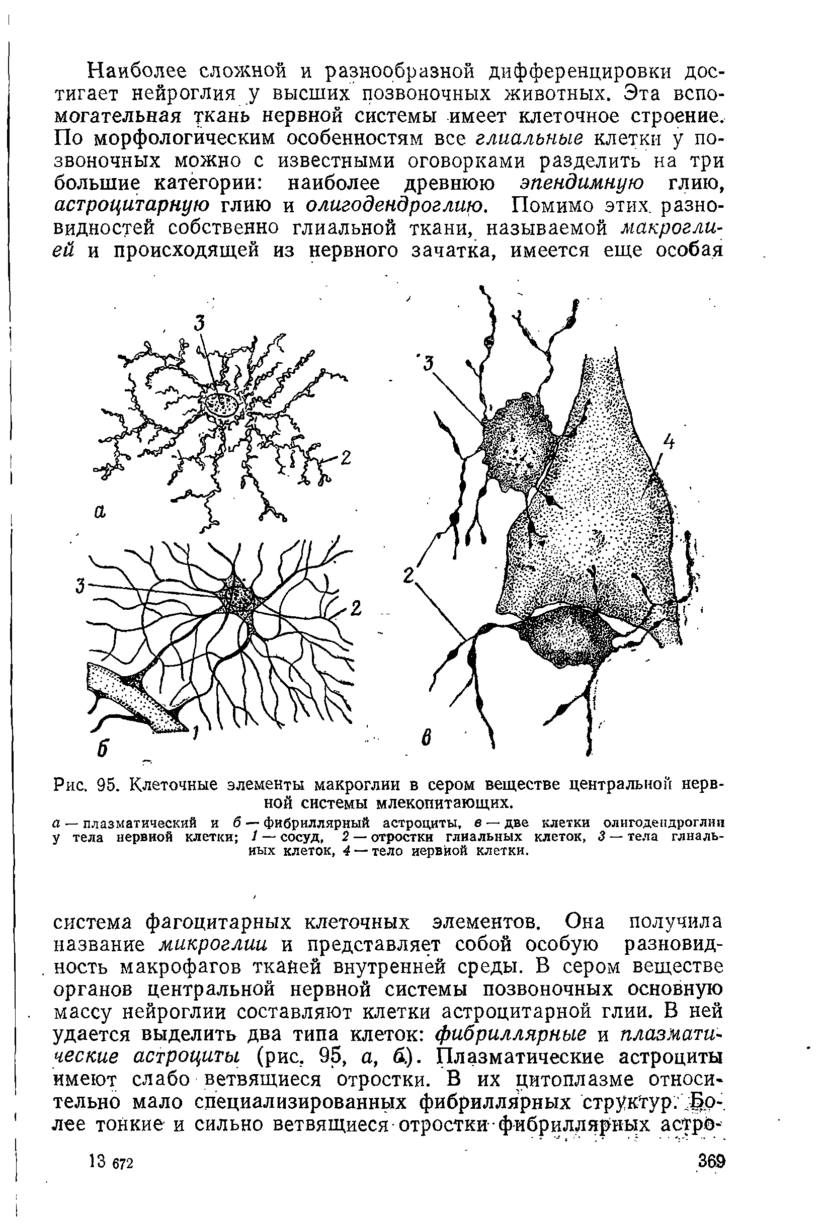 Рис. 95. Клеточные элементы макроглии в сером веществе центральной нервной системы млекопитающих.