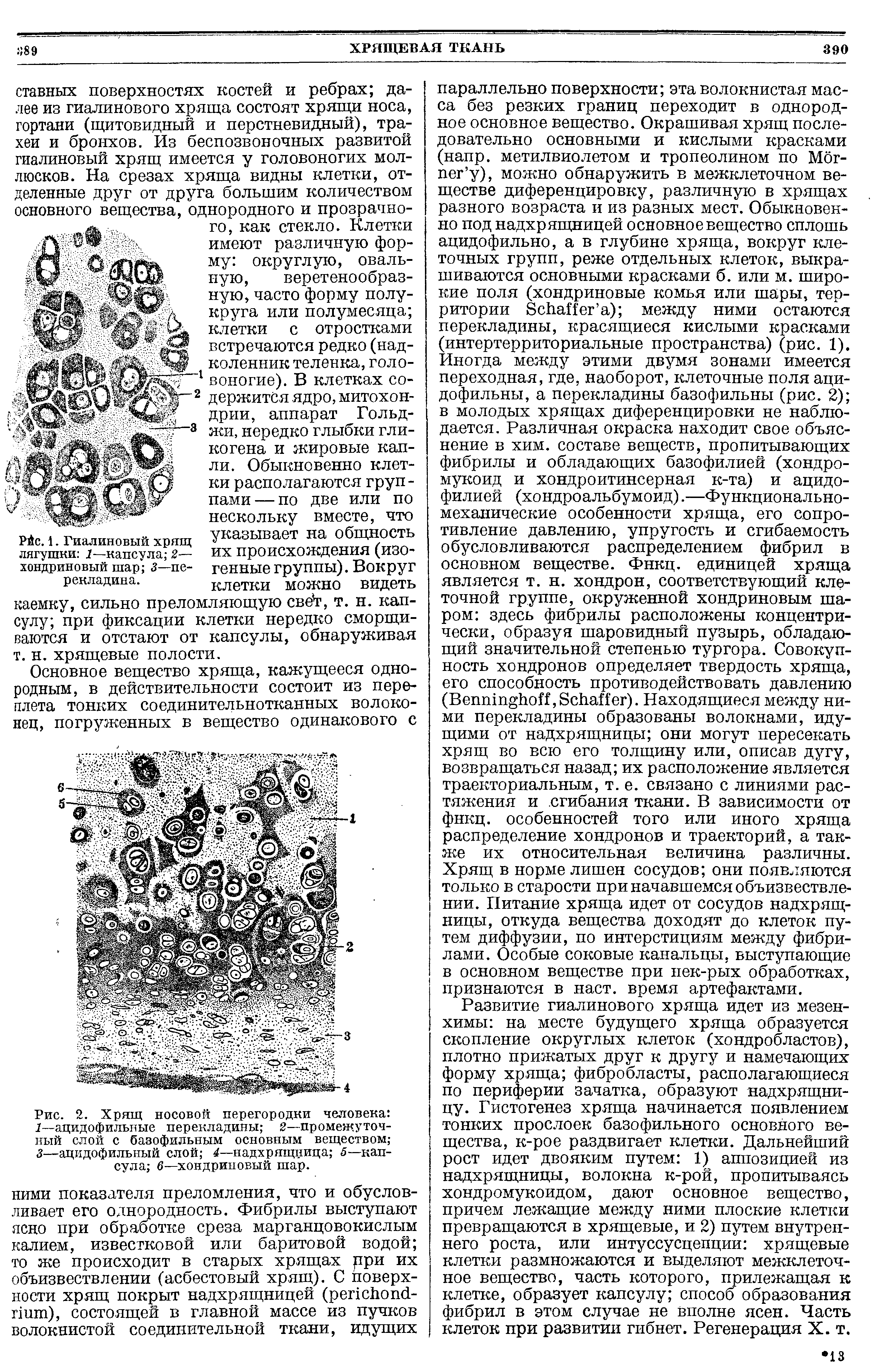 Рис. 2. Хрящ носовой перегородки человека I—ацидофильные перекладины 2—промежуточный слой с базофильным основным веществом 3—ацидофильный слой 4—надхрящница 5—капсула 6—хондриновый шар.