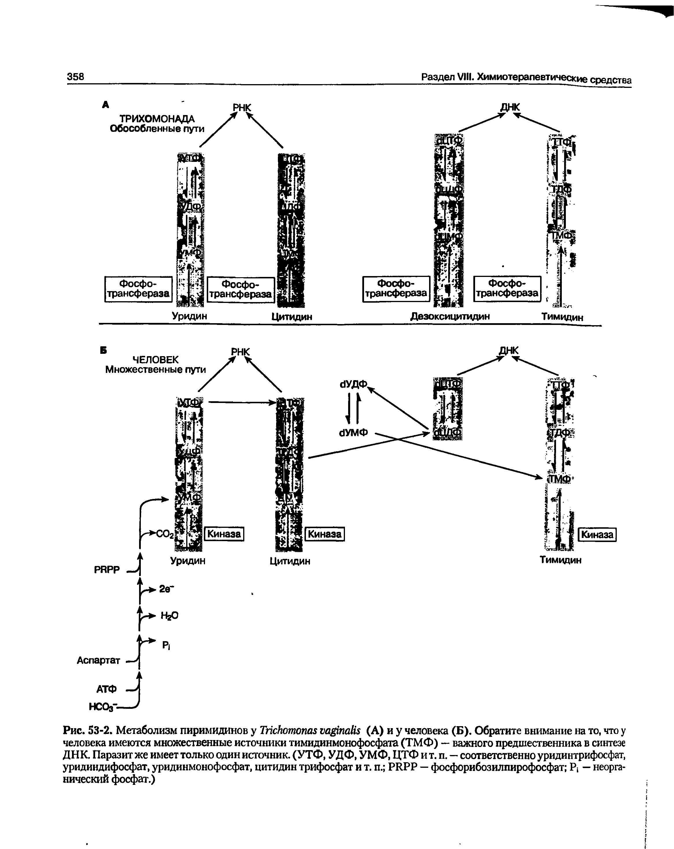 Рис. 53-2. Метаболизм пиримидинов у T (А) и у человека (Б). Обратите внимание на то, что у человека имеются множественные источники тимидинмонофосфата (ТМФ) — важного предшественника в синтезе ДНК. Паразит же имеет только один источник. (УТФ, УДФ, УМФ, ЦТФ и т. п. — соответственно уридинтрифосфат, уридиндифосфат, уридинмонофосфат, цитидин трифосфат и т. п. PRPP — фосфорибозилпирофосфат P — неорганический фосфат.)...