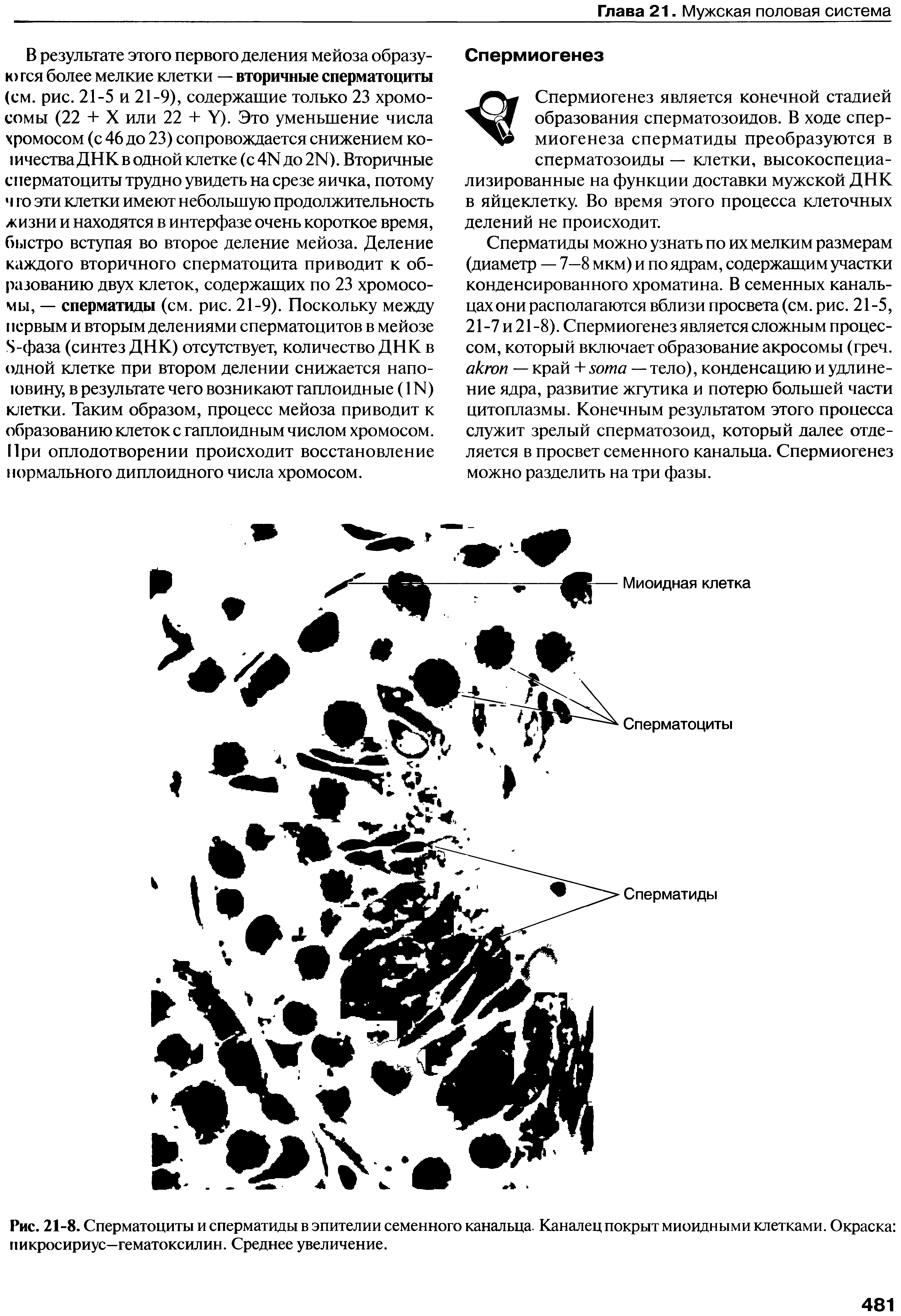 Рис. 21-8. Сперматоциты и сперматиды в эпителии семенного канальца. Каналец покрыт миоидными клетками. Окраска пикросириус—гематоксилин. Среднее увеличение.