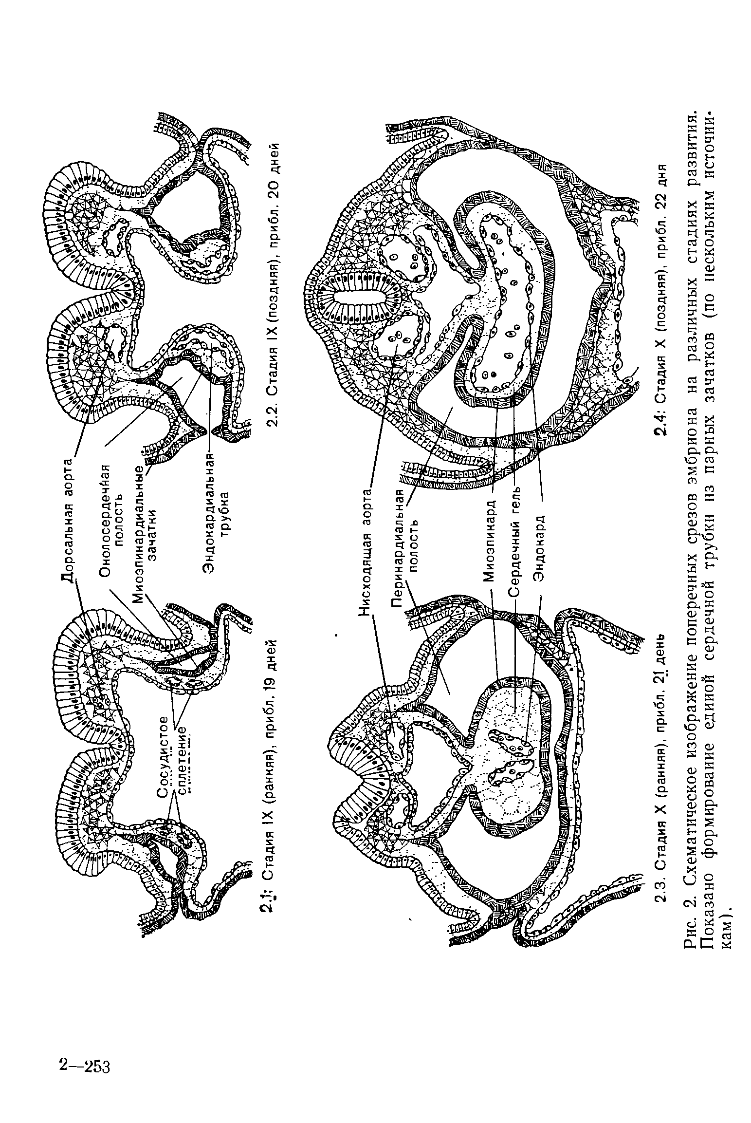 Рис. 2. Схематическое изображение поперечных срезов эмбриона на различных стадиях развития. Показано формирование единой сердечной трубки из парных зачатков (по нескольким источникам).