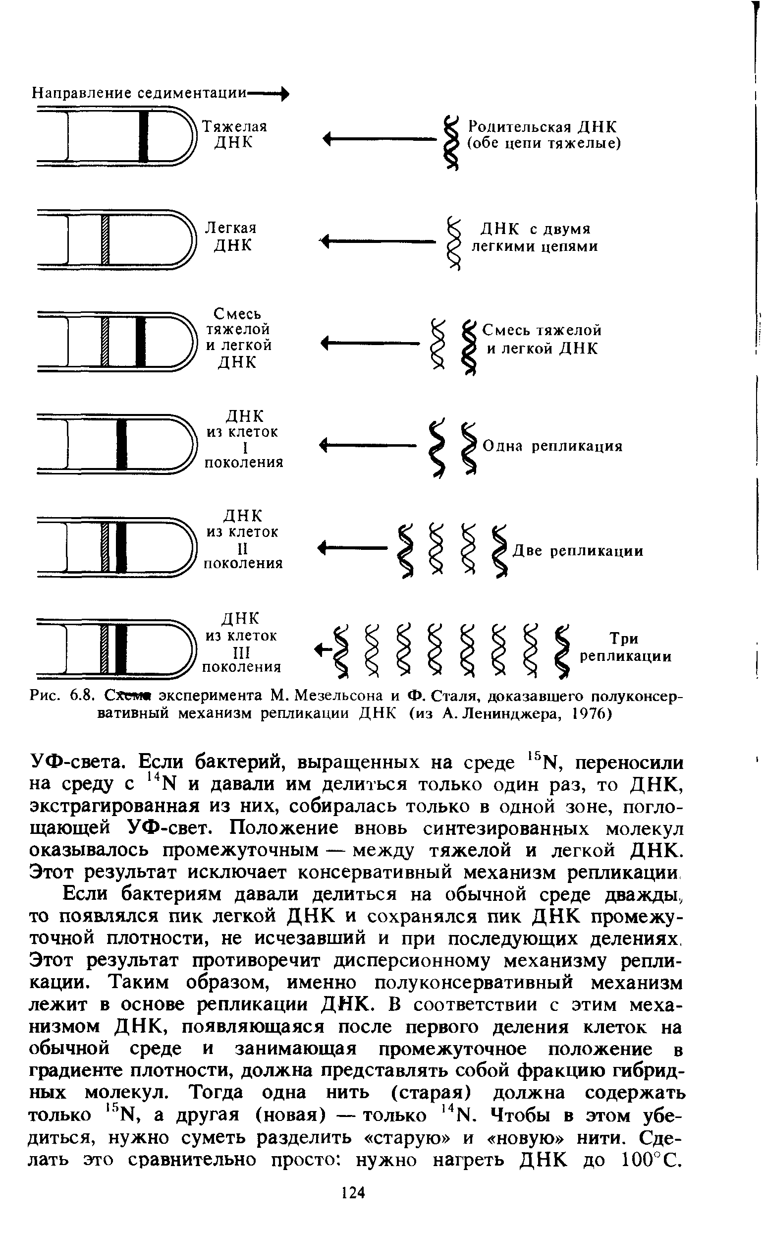 Рис. 6.8. Схеме эксперимента М. Мезельсона и Ф. Сталя, доказавшего полуконсер-вативный механизм репликации ДНК (из А. Ленинджера, 1976)...