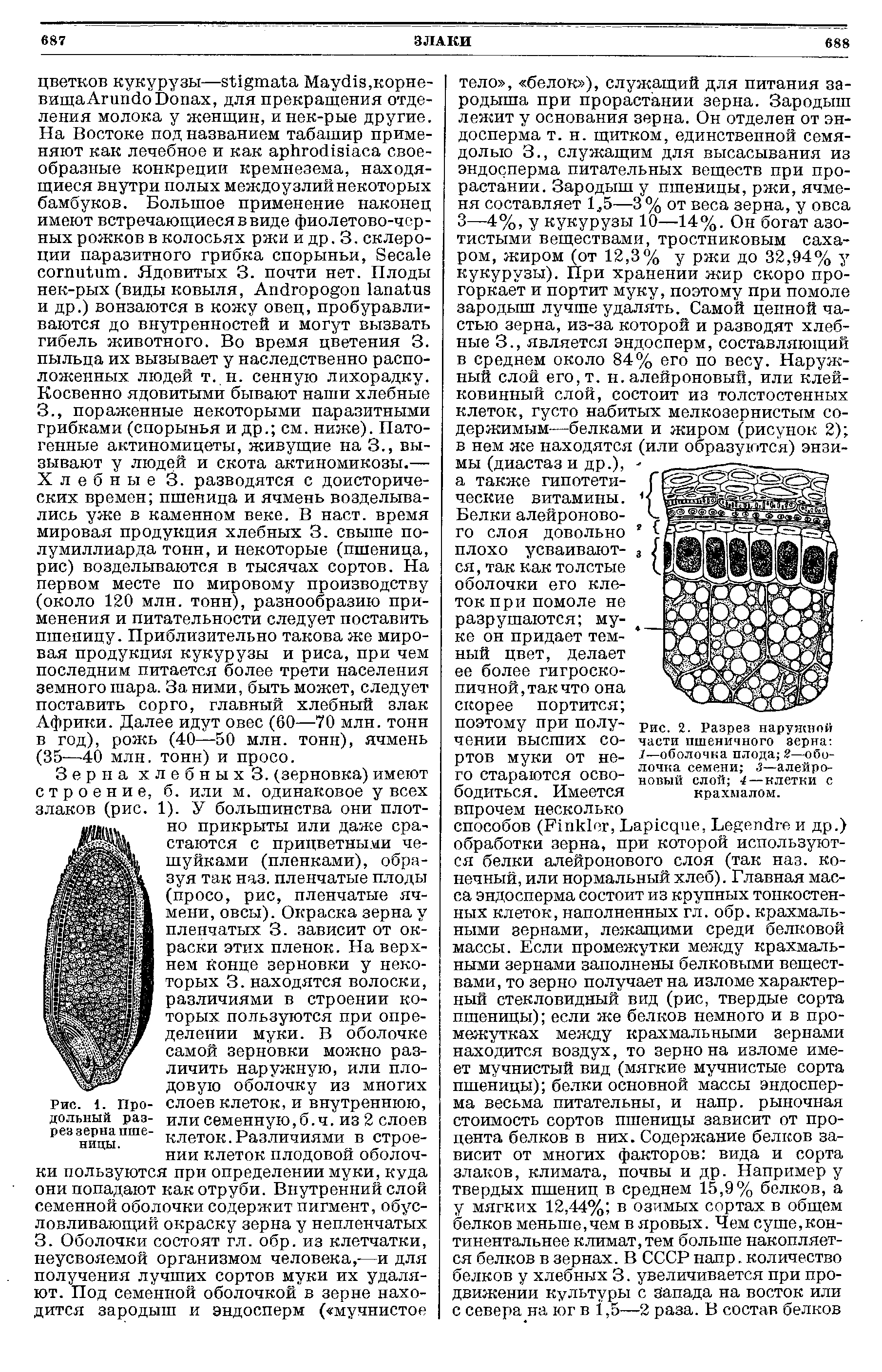 Рис. 2. Разрез наружной части пшеничного зерна 1—оболочка плода 2—оболочка семени 3—алейроновый слой 4—клетки с крахмалом.