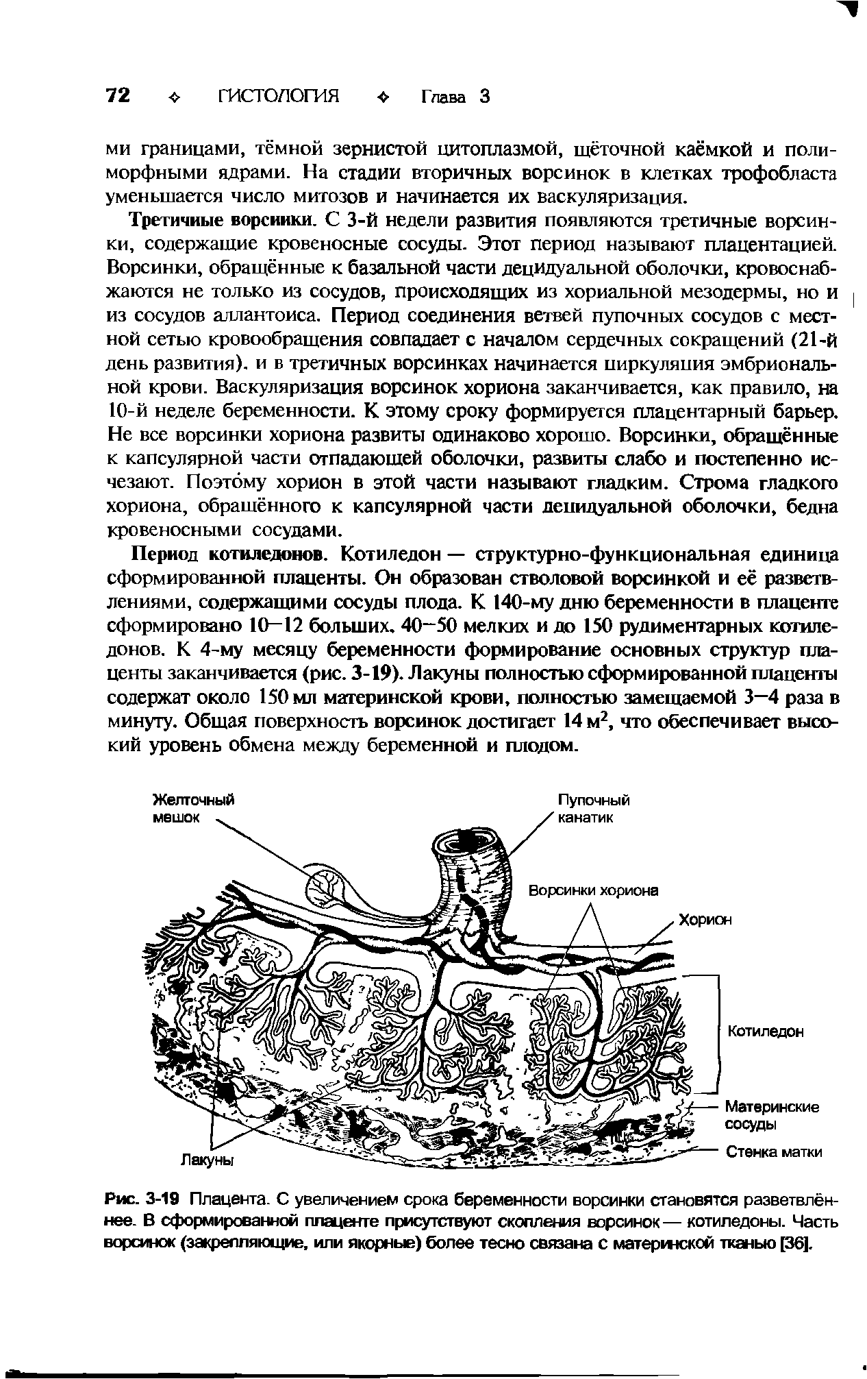 Рис. 3-19 Плацента. С увеличением срока беременности ворсинки становятся разветвлён-нее. В сформированной плаценте присутствуют скопления ворсинок — котиледоны. Часть ворсинок (закрепляющие, или якорные) более тесно связана с материнской тканью [36].