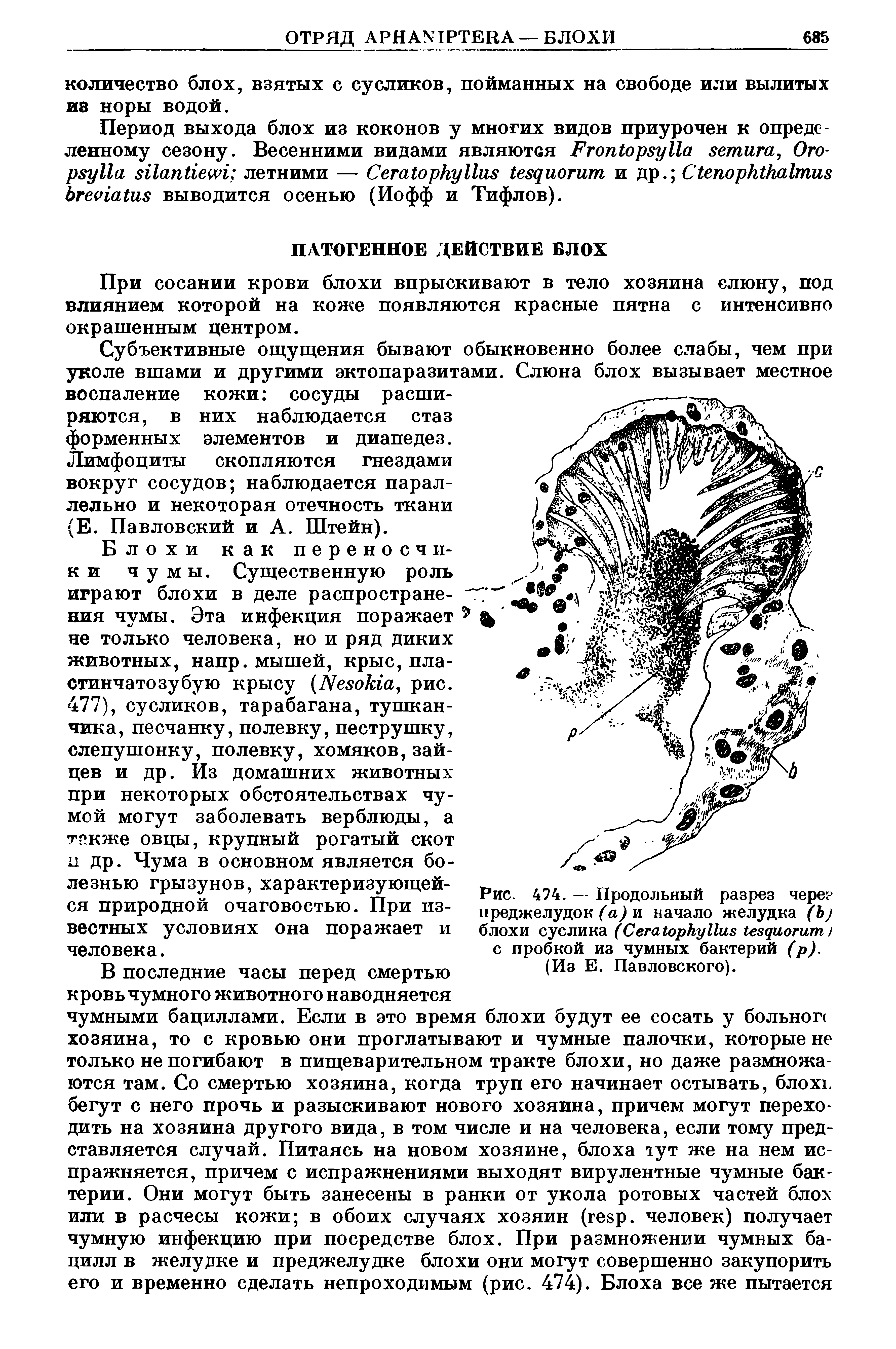 Рис. 474. — Продольный разрез через преджелудок (а) и начало желудка (Ь) блохи суслика (СегагоркуИив ( иогит) с пробкой из чумных бактерий (р).