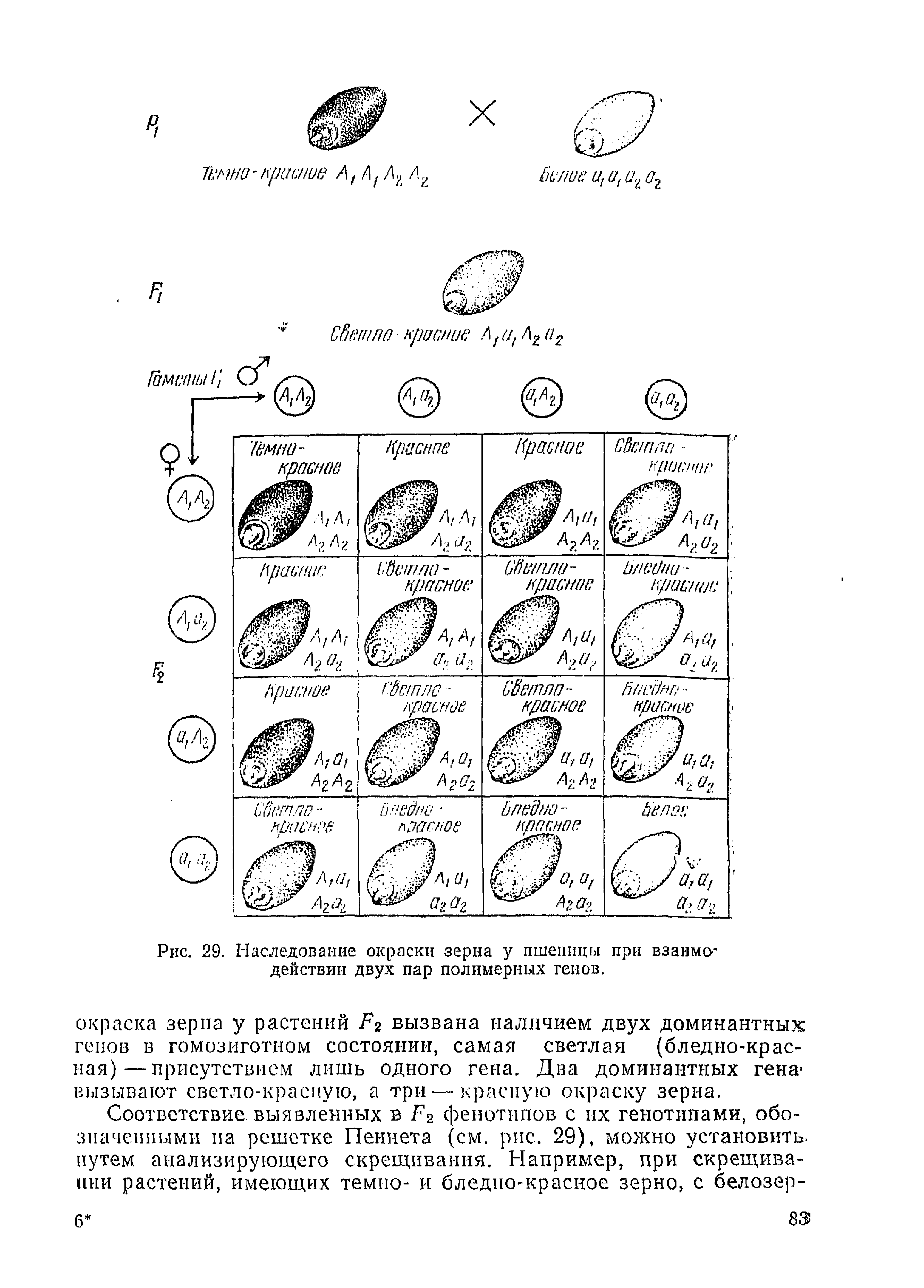 Рис. 29. Наследование окраски зерна у пшеницы при взаимодействии двух пар полимерных генов.