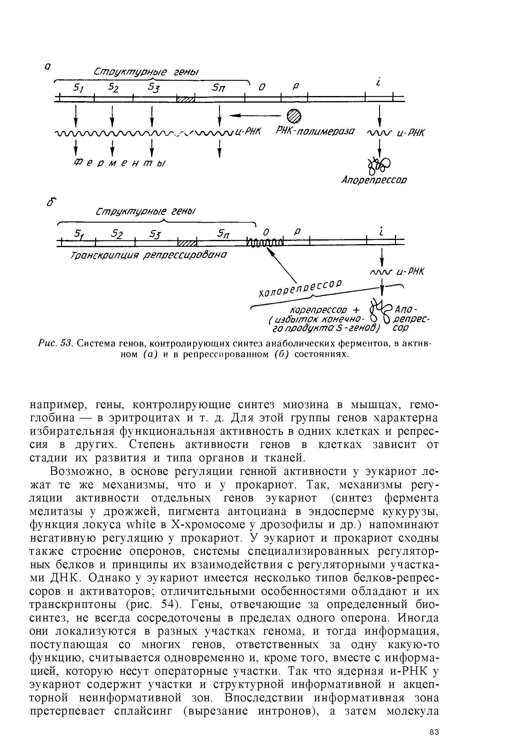Рис. 53. Система генов, контролирующих синтез анаболических ферментов, в активном (а) и в репрессированном (б) состояниях.
