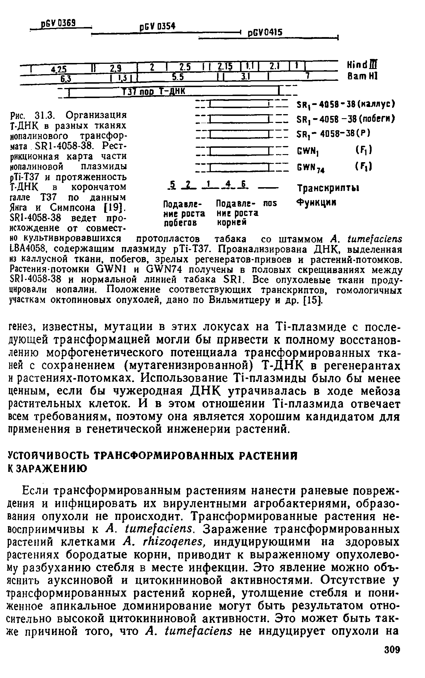 Рис. 31.3. Организация Т-ДНК в разных тканях нопалинового трансформата 1-4058-38. Рестрикционная карта части нопалиновой плазмиды рТ1-Т37 и протяженность Т-ДНК в корончатом галле Т37 по данным Янга и Симпсона [19]. 51(1-4058-38 ведет происхождение от совместно культивировавшихся протопластов...