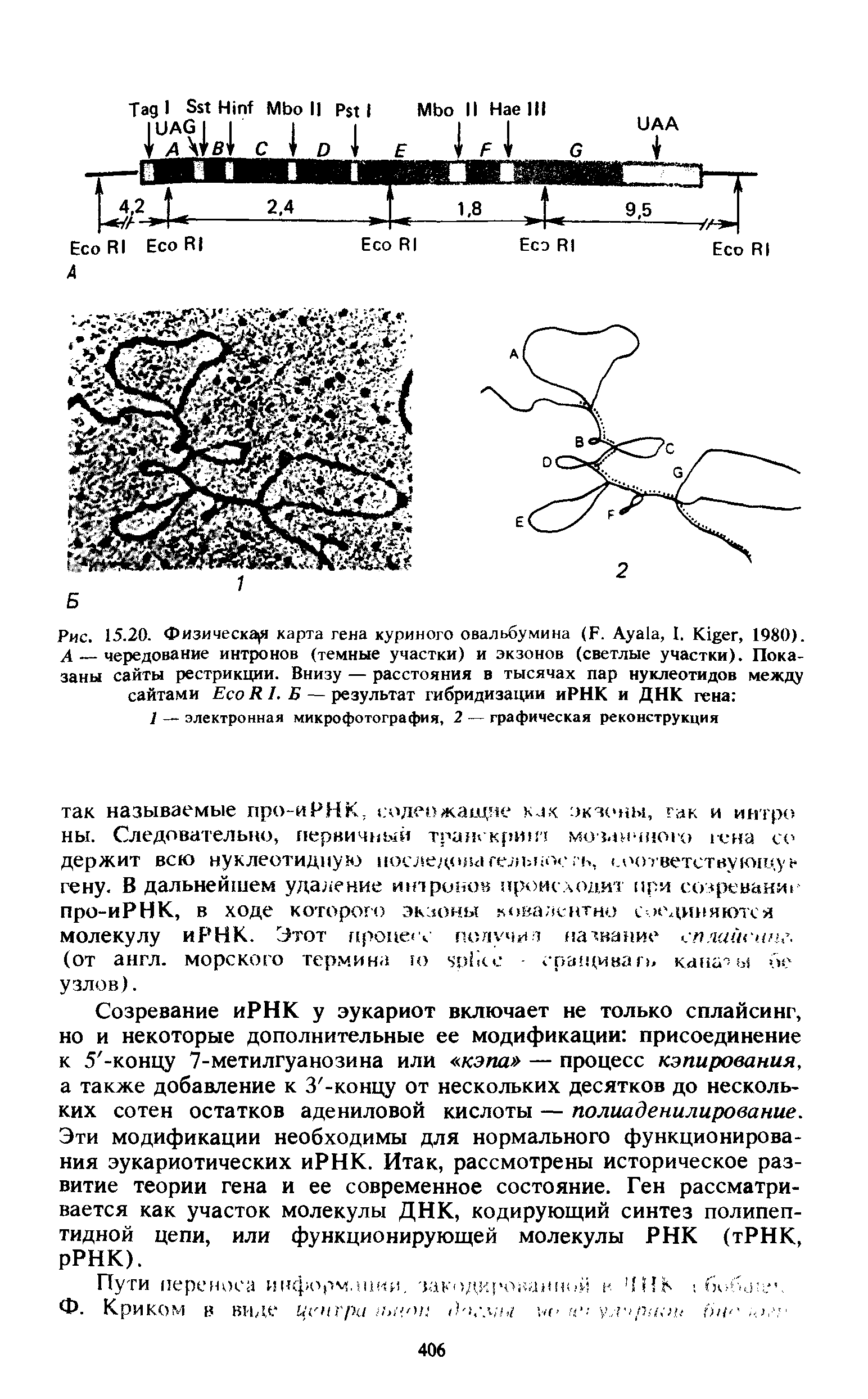 Рис. 15.20. Физическая карта гена куриного овальбумина (F. A , I. K , 1980). А — чередование интронов (темные участки) и экзонов (светлые участки). Показаны сайты рестрикции. Внизу — расстояния в тысячах пар нуклеотидов между сайтами E R I. Б — результат гибридизации иРНК и ДНК гена ...