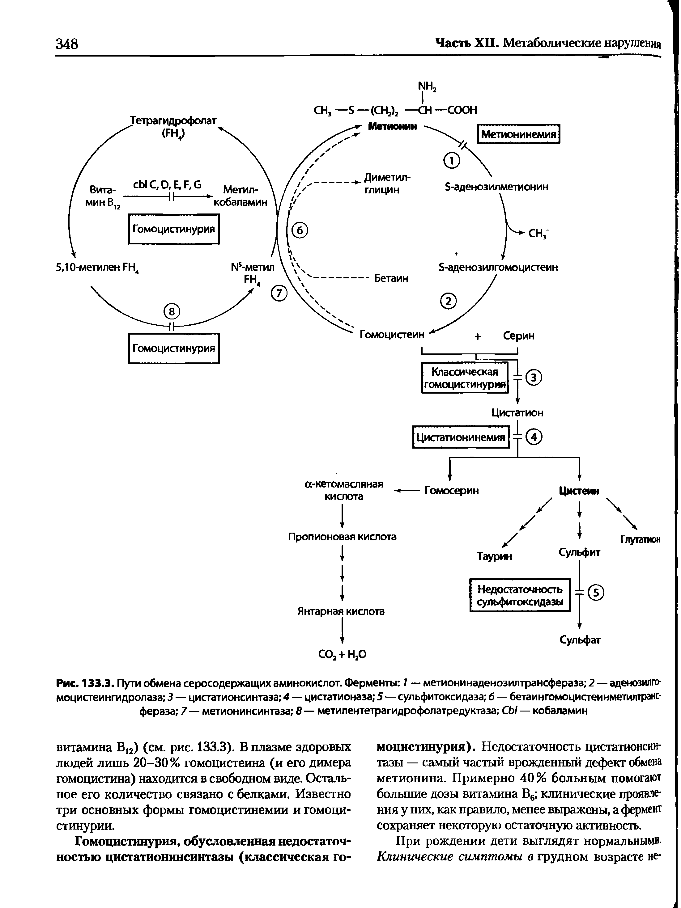 Рис. 133.3. Пути обмена серосодержащих аминокислот. Ферменты 7 — метионинаденозилтрансфераза 2 — аденозилго-моцистеингидролаза 3 — цистатионсинтаза 4 — цистатионаза 5 — сульфитоксидаза 6 — бетаингомоцистеинметилтранс-фераза 7 — метионинсинтаза 8 — метилентетрагидрофолатредуктаза СЫ — кобаламин...