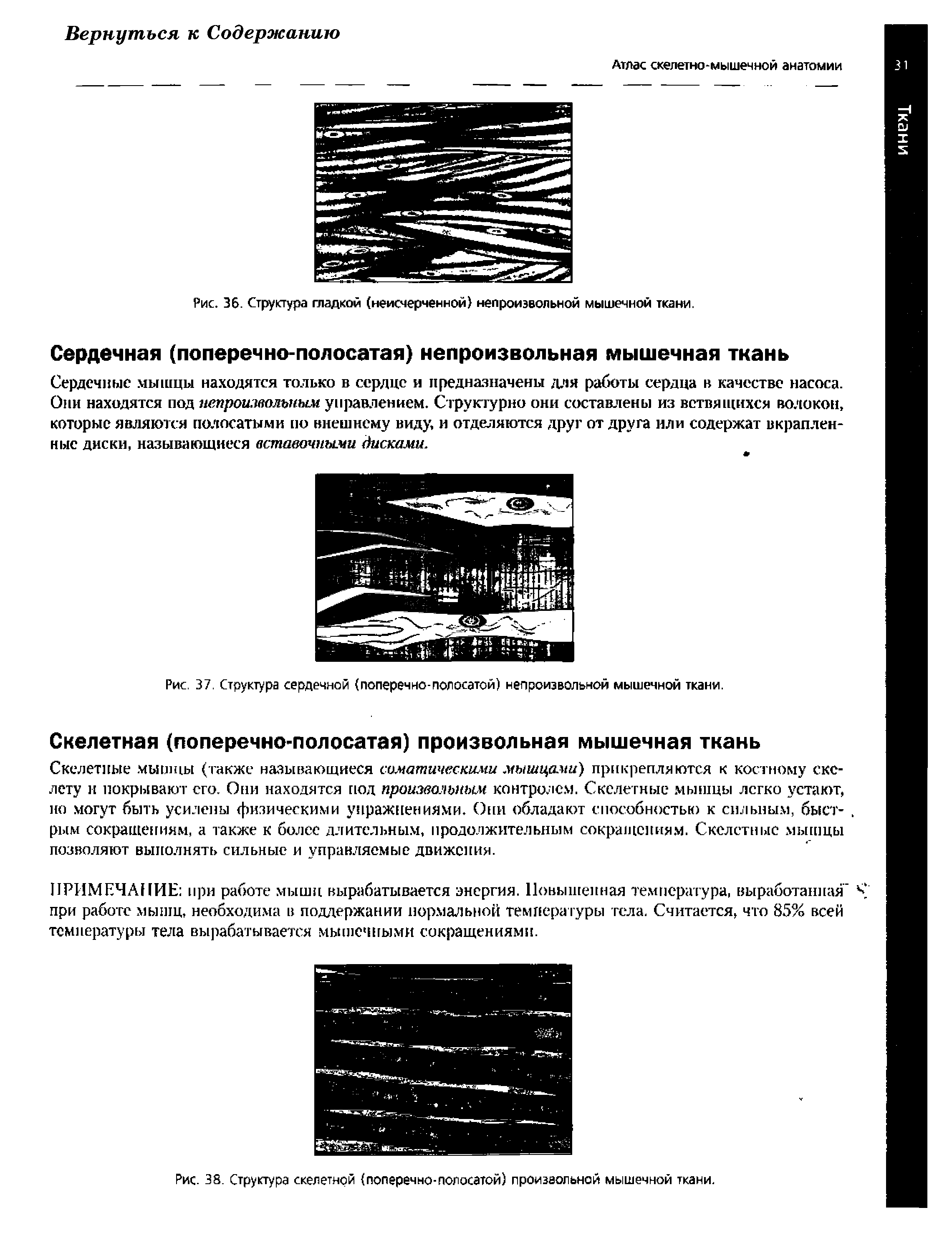 Рис. 37. Структура сердечной (поперечно-полосатой) непроизвольной мышечной ткани.