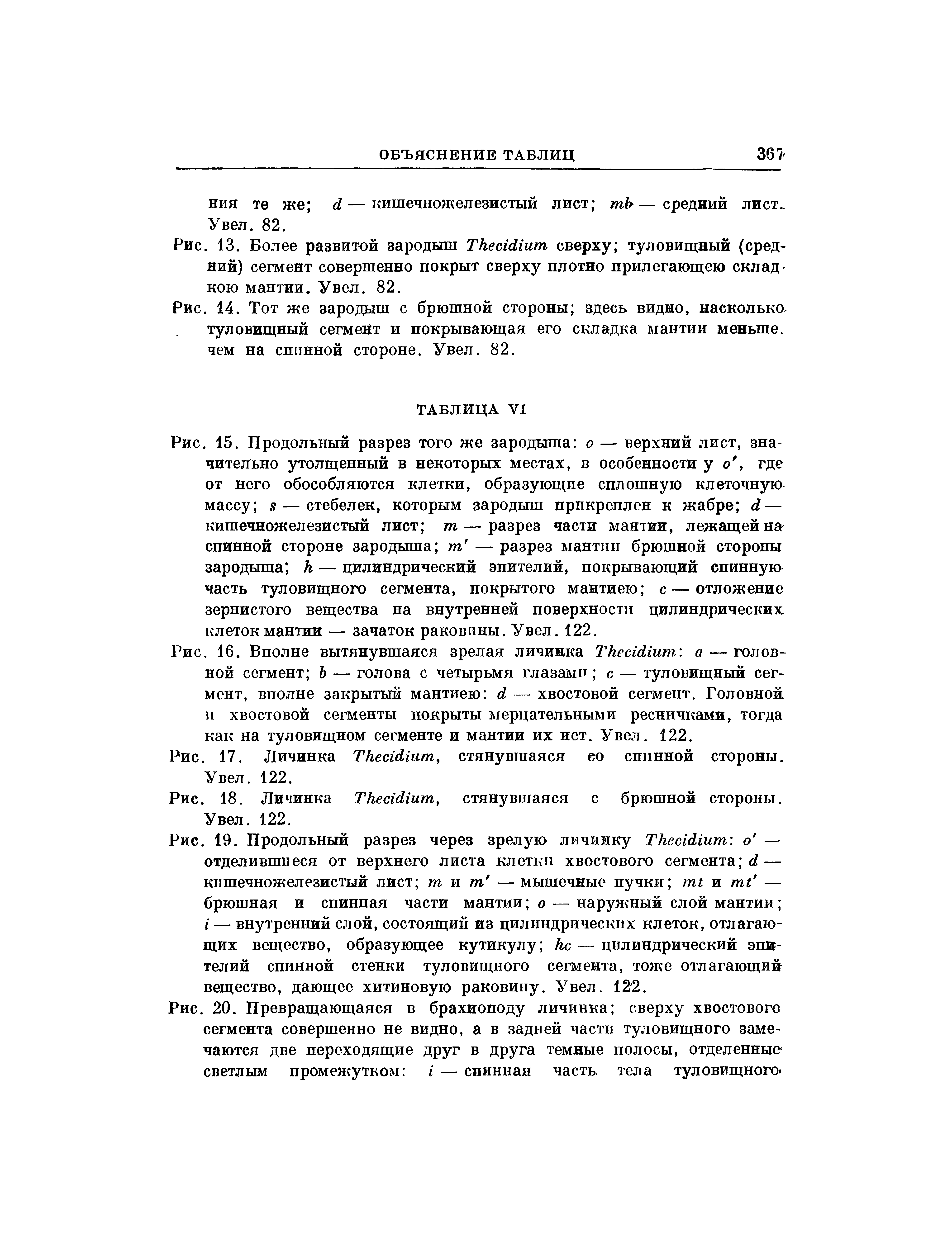 Рис. 13. Более развитой зародыш ТкеысНитп сверху туловищный (средний) сегмент совершенно покрыт сверху плотно прилегающею складкою мантии. Увел. 82.