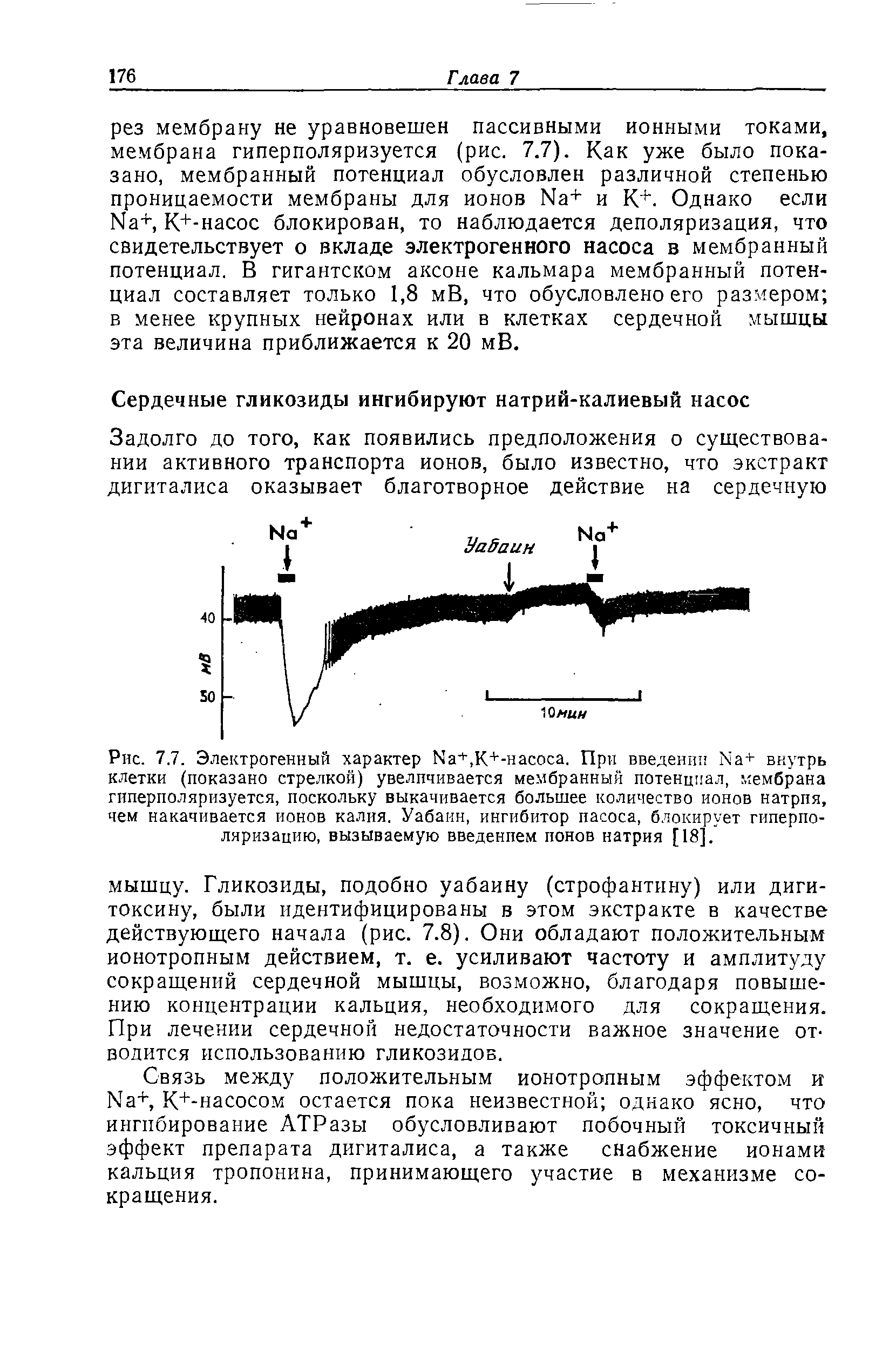 Рис. 7.7. Электрогенный характер +,К+-насоса. При введении Хаг внутрь клетки (показано стрелкой) увеличивается мембранный потенциал, мембрана гиперполяризуется, поскольку выкачивается большее количество ионов натрпя, чем накачивается ионов калия. Уабаин, ингибитор пасоса, блокирует гиперполяризацию, вызываемую введением понов натрия [18].