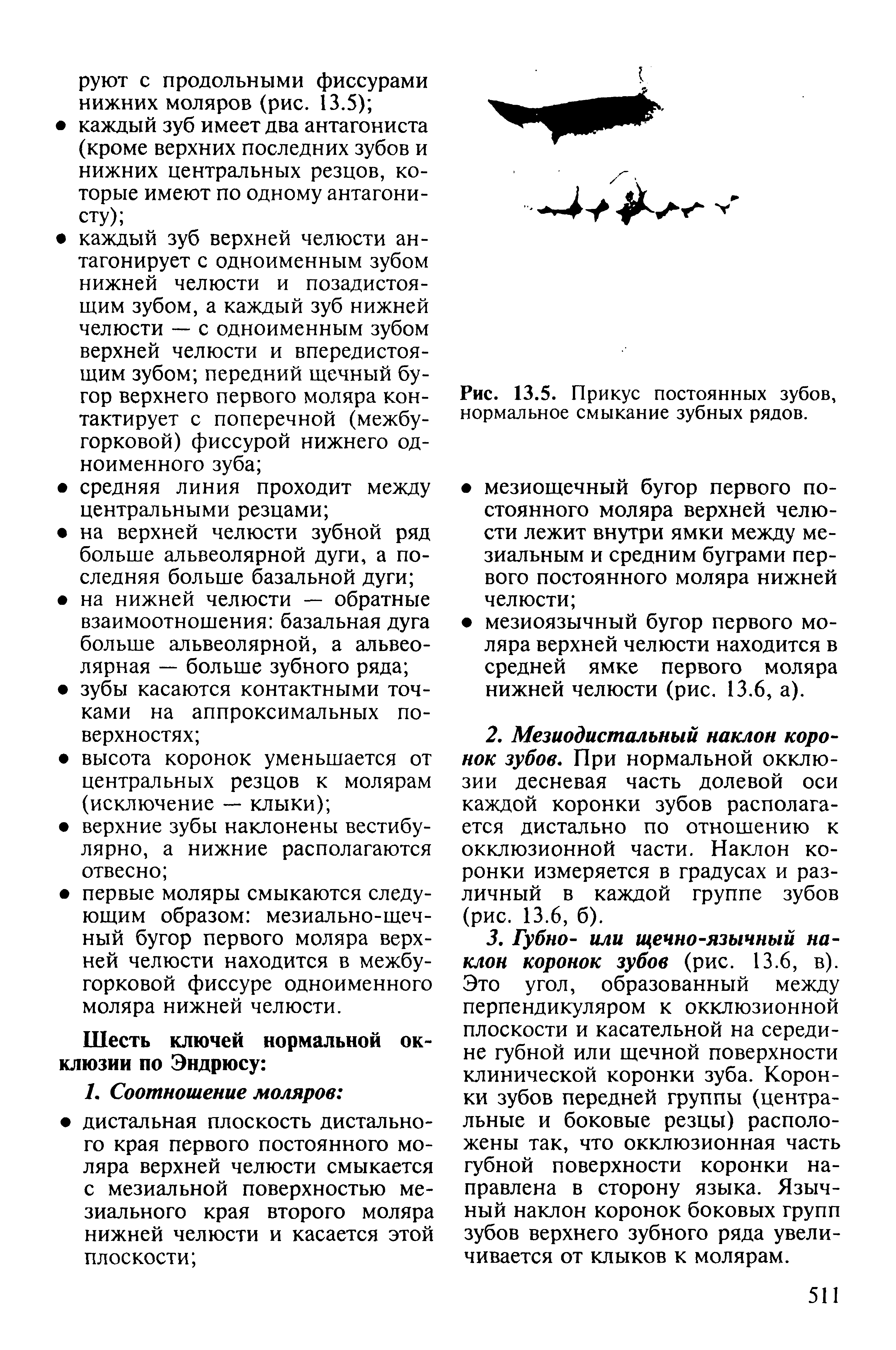 Рис. 13.5. Прикус постоянных зубов, нормальное смыкание зубных рядов.