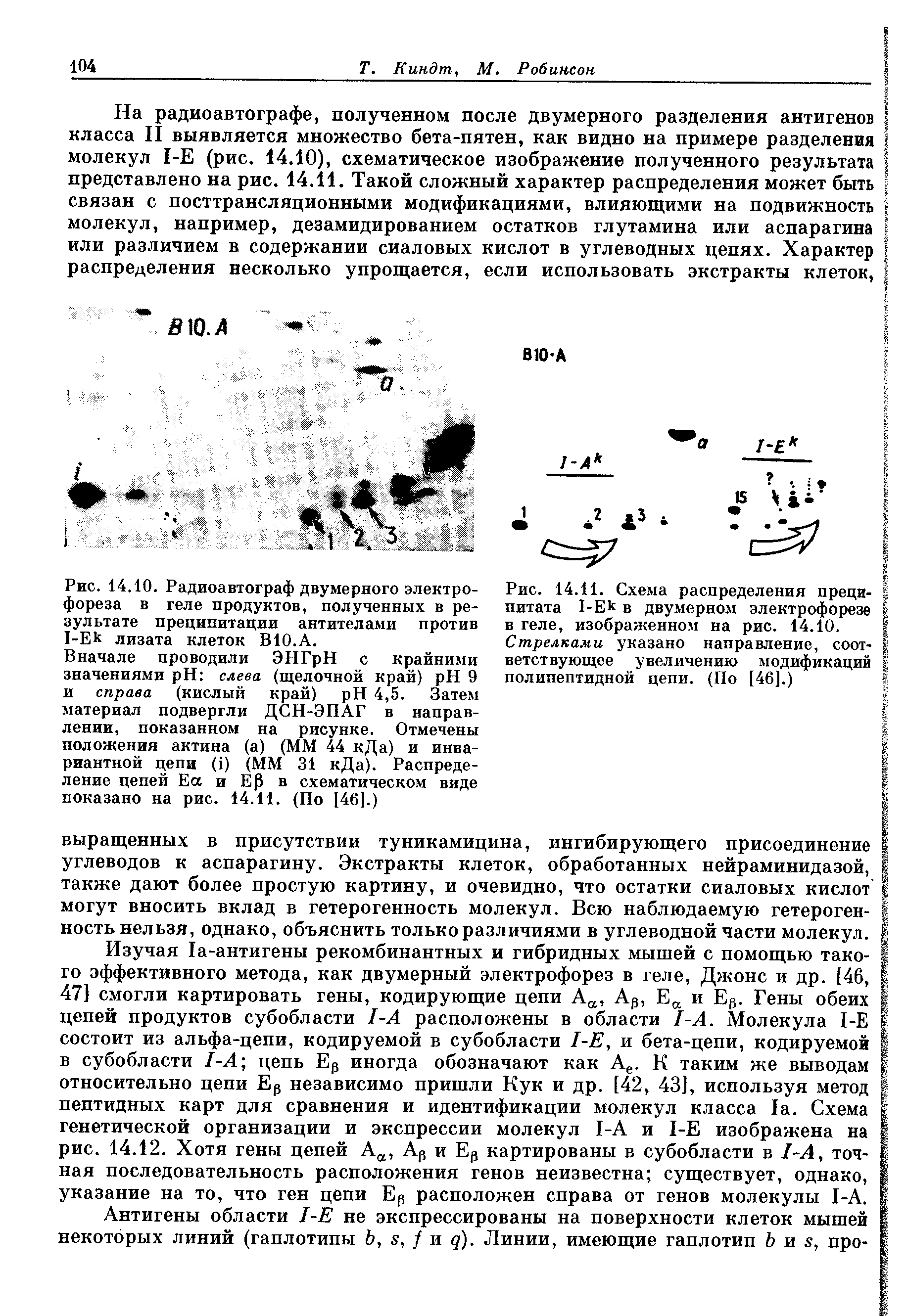 Рис. 14.11. Схема распределения преципитата 1-ЕЬ в двумерном электрофорезе в геле, изображенном на рис. 14.10.