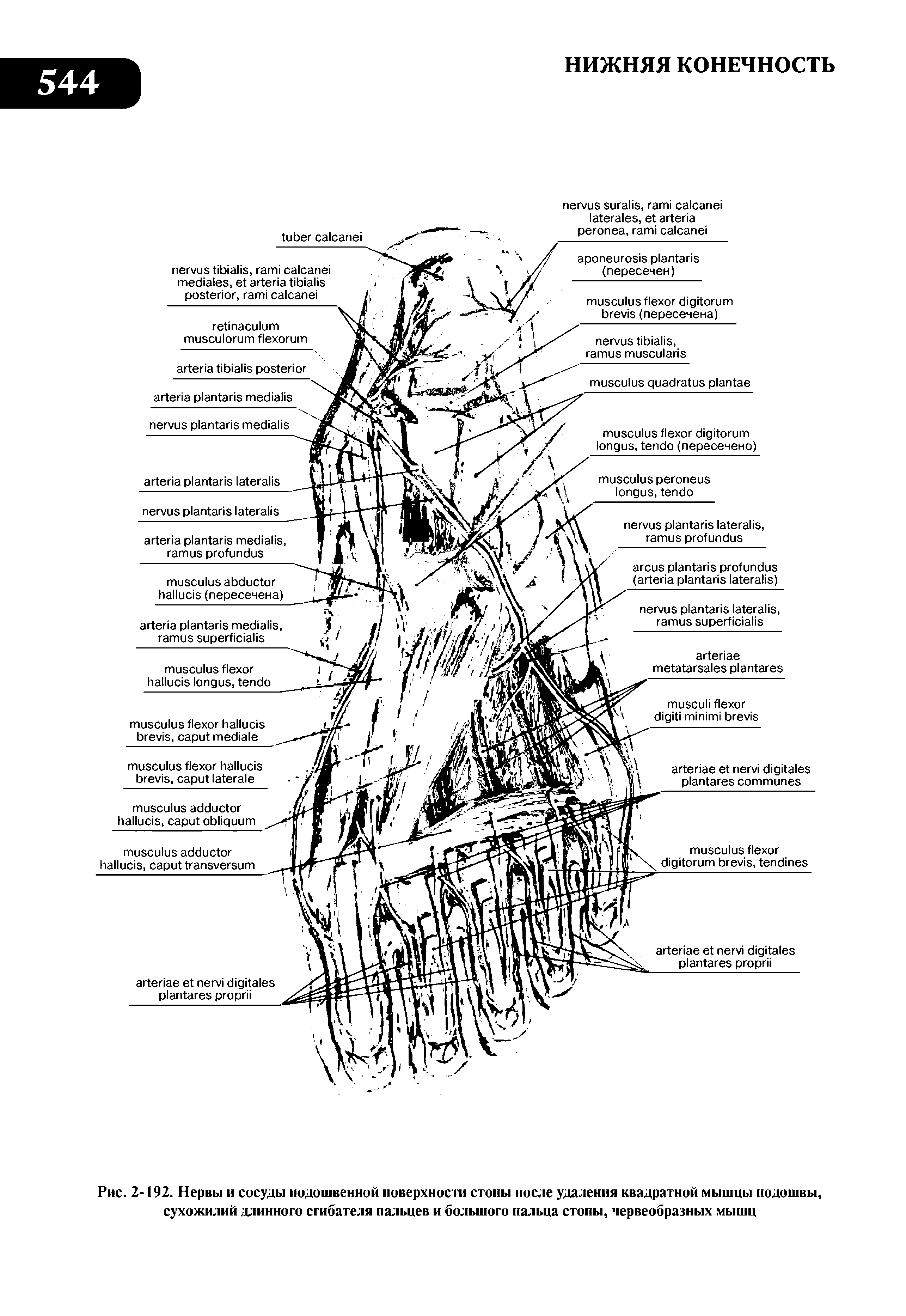 Рис. 2-192. Нервы и сосуды подошвенной поверхности стопы после удаления квадратной мышцы подошвы, сухожилий длинного сгибателя пальцев и большого пальца стопы, червеобразных мышц...