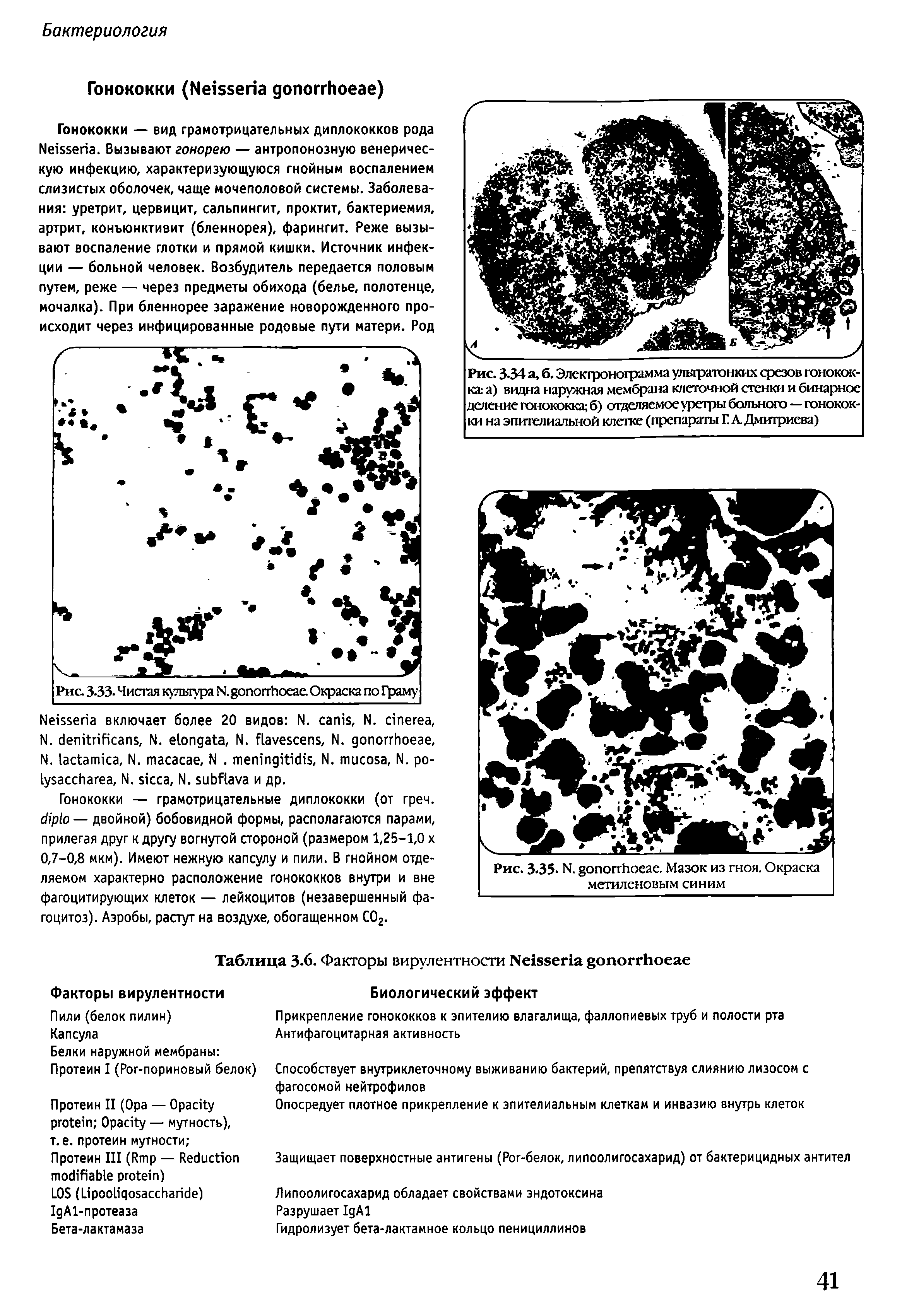 Рис. 3.35. N. . Мазок из гноя. Окраска метиленовым синим...