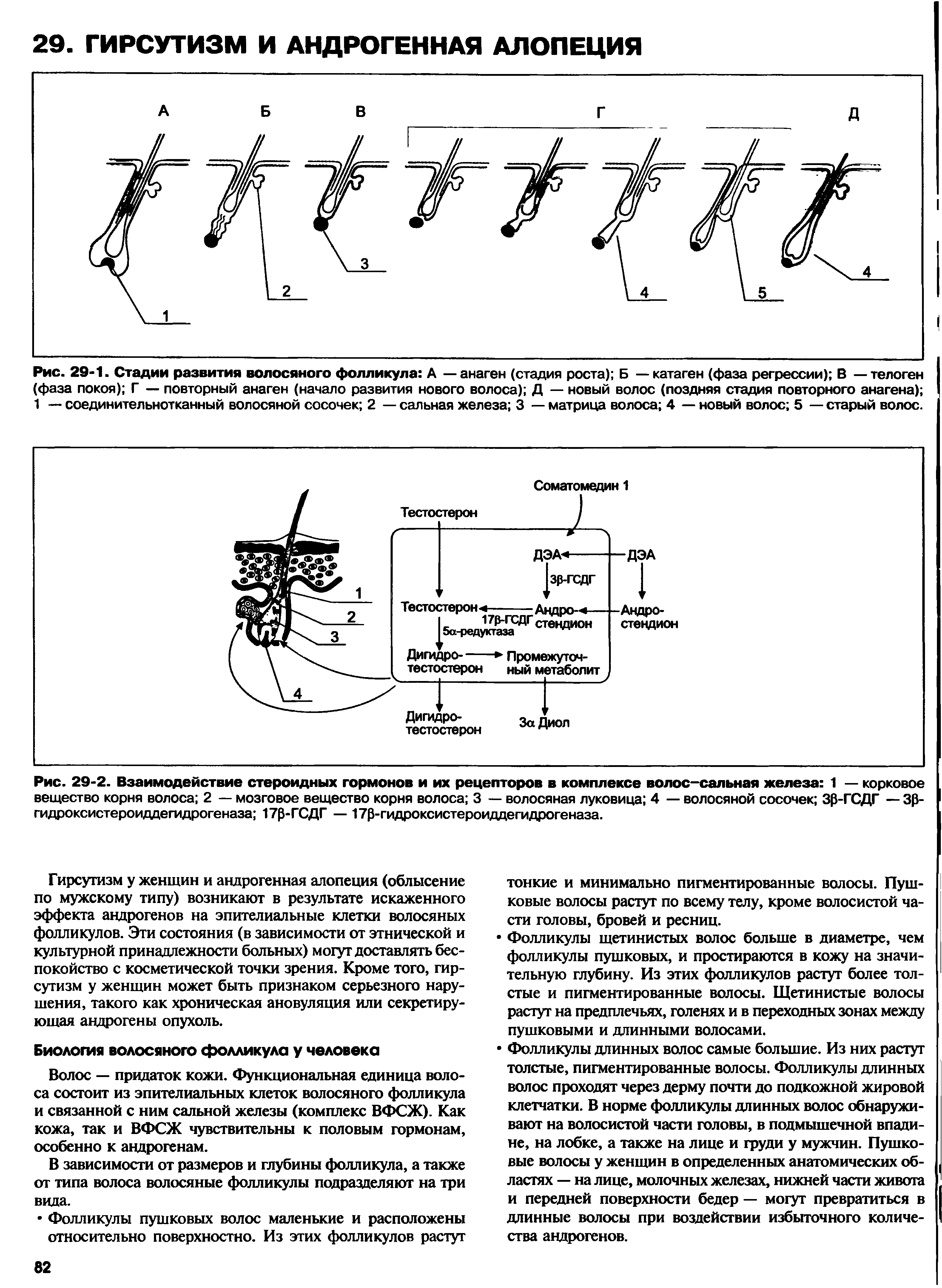 Рис. 29-2. Взаимодействие стероидных гормонов и их рецепторов в комплексе волос-сальная железа 1 — корковое вещество корня волоса 2 — мозговое вещество корня волоса 3 — волосяная луковица 4 — волосяной сосочек Зр-ГСДГ — Зр-гидроксистероиддегидрогеназа 17р-ГСДГ — 17р-гидроксистероиддегидрогеназа.