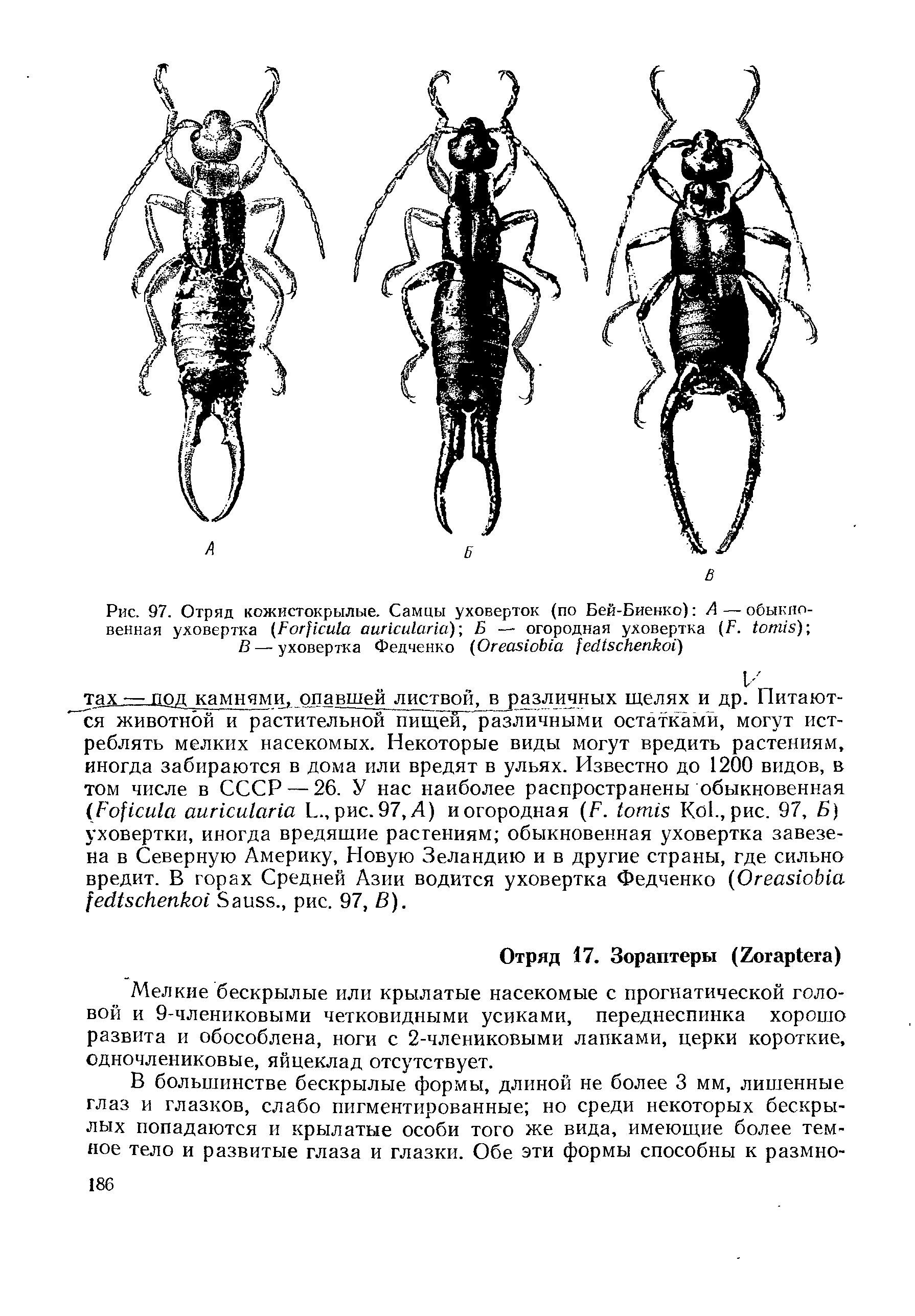 Рис. 97. Отряд кожистокрылые. Самцы уховерток (по Бей-Биенко) А — обыкновенная уховертка (F )-, Б — огородная уховертка (F. )-, В — уховертка Федченко (O )...