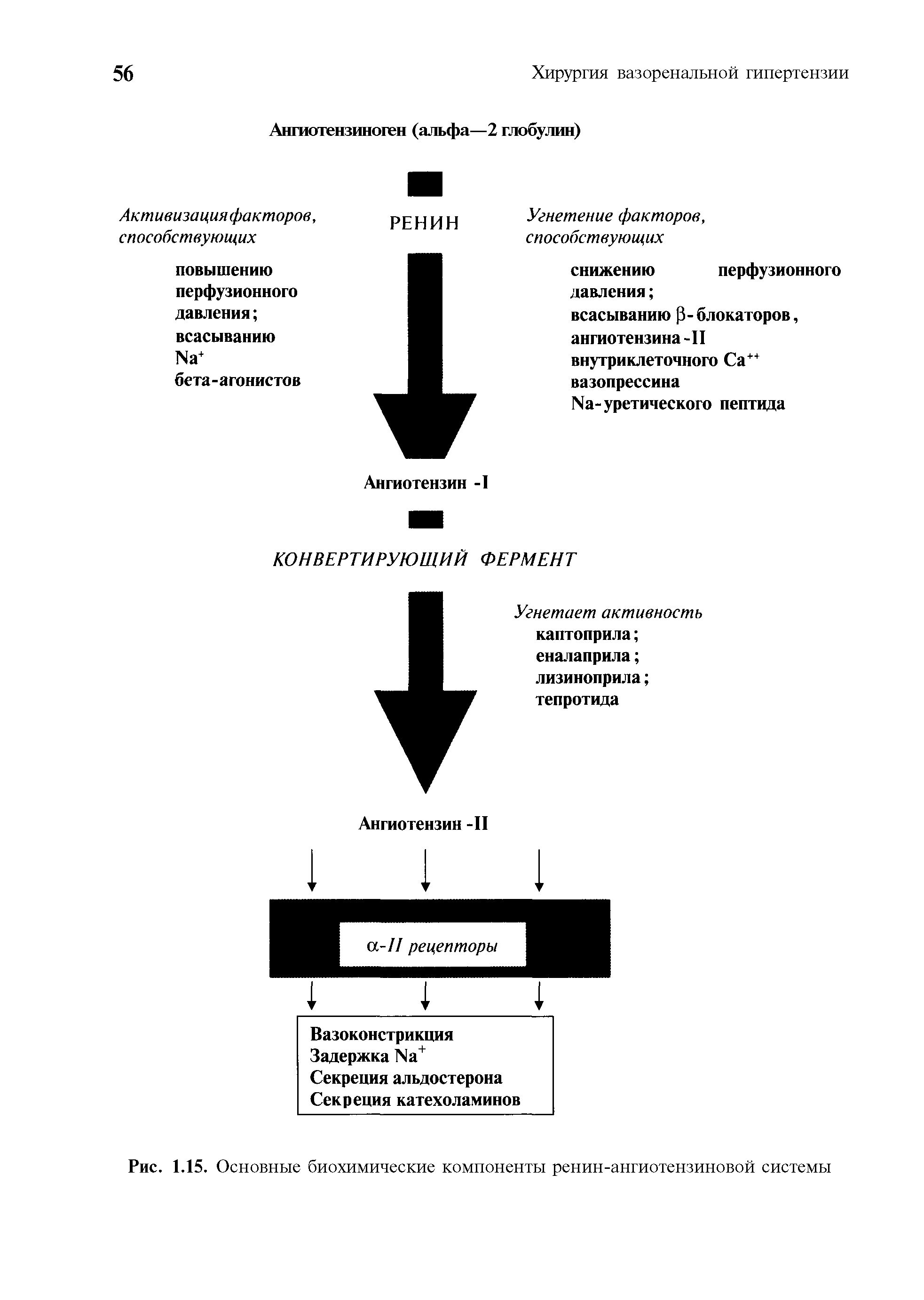 Рис. 1.15. Основные биохимические компоненты ренин-ангиотензиновой системы...