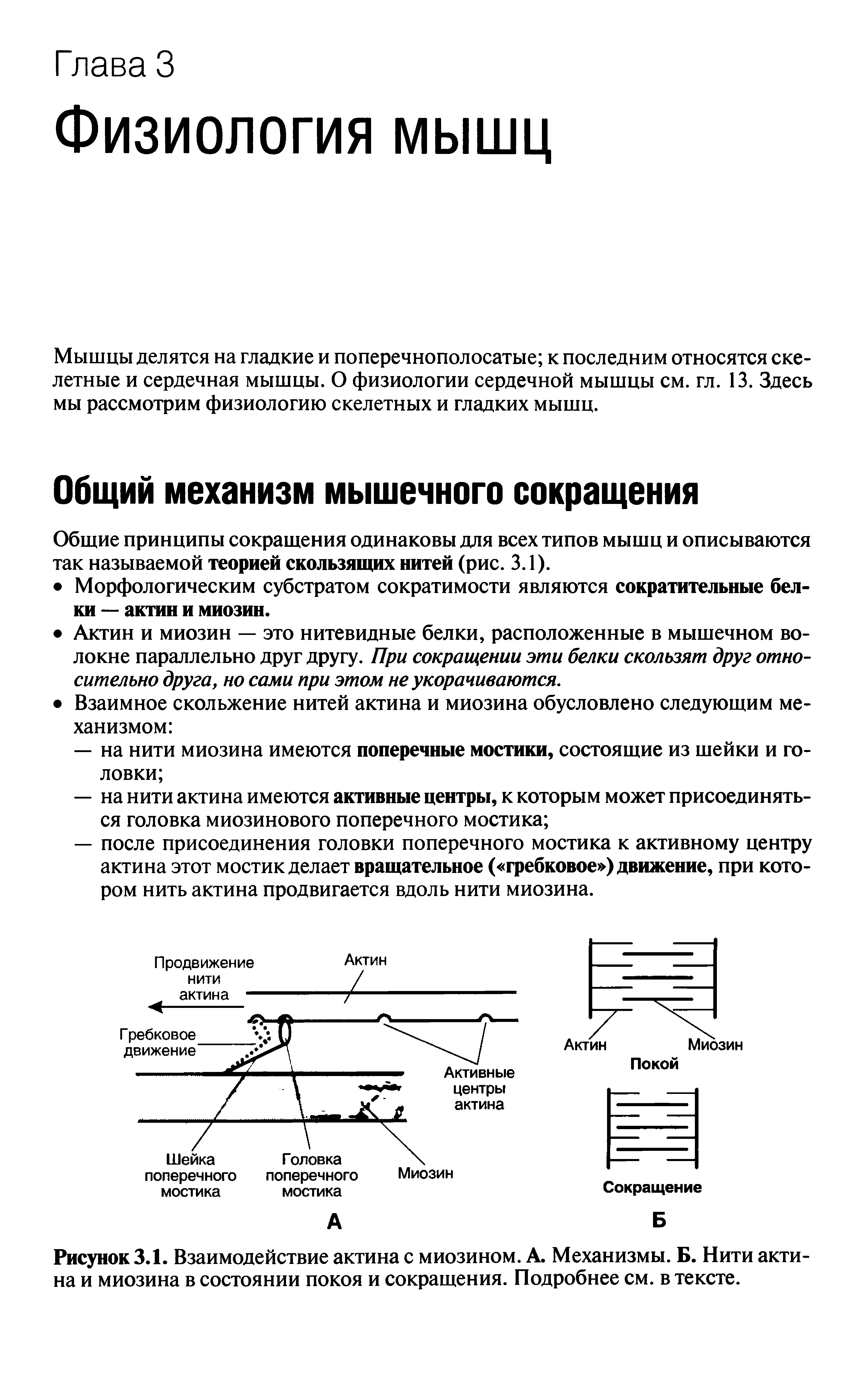 Рисунок 3.1. Взаимодействие актина с миозином. А. Механизмы. Б. Нити актина и миозина в состоянии покоя и сокращения. Подробнее см. в тексте.